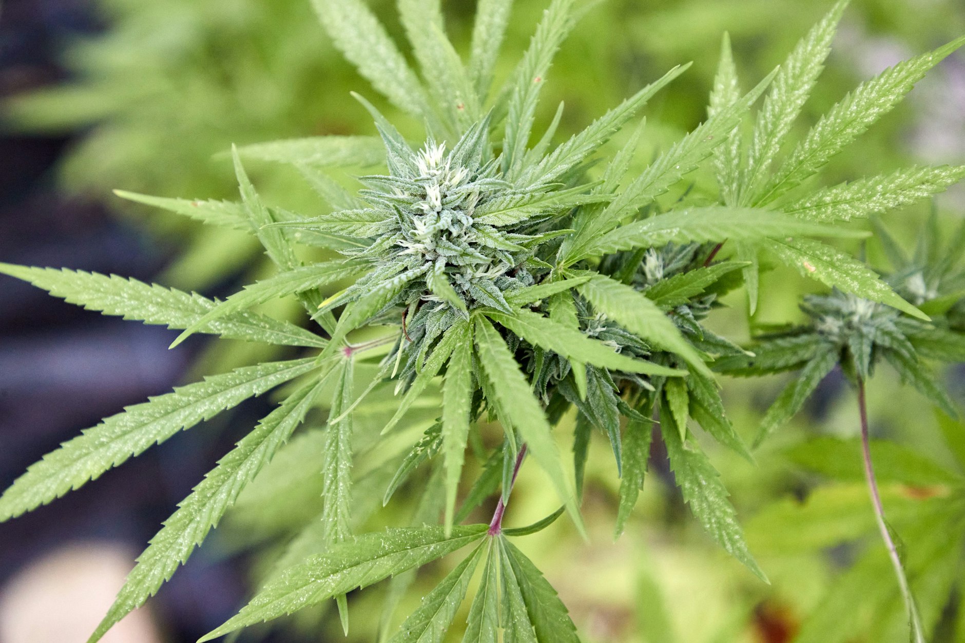 Eine Cannabispflanze, aufgenommen beim Erntefest des Cannabis Social Club Hamburg