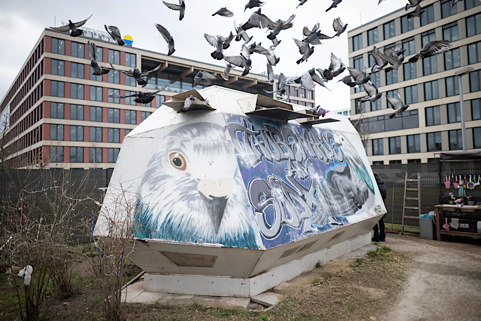 Tauben fliegen vom Taubenhaus am Berliner Bahnhof Südkreuz los.