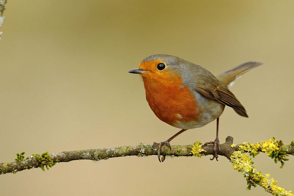 Das Rotkehlchen (Erithacus rubecula) sitzt auf einem Ast. Kaum werden die Tage länger, sind bei uns die ersten Vogelgesänge zu hören.