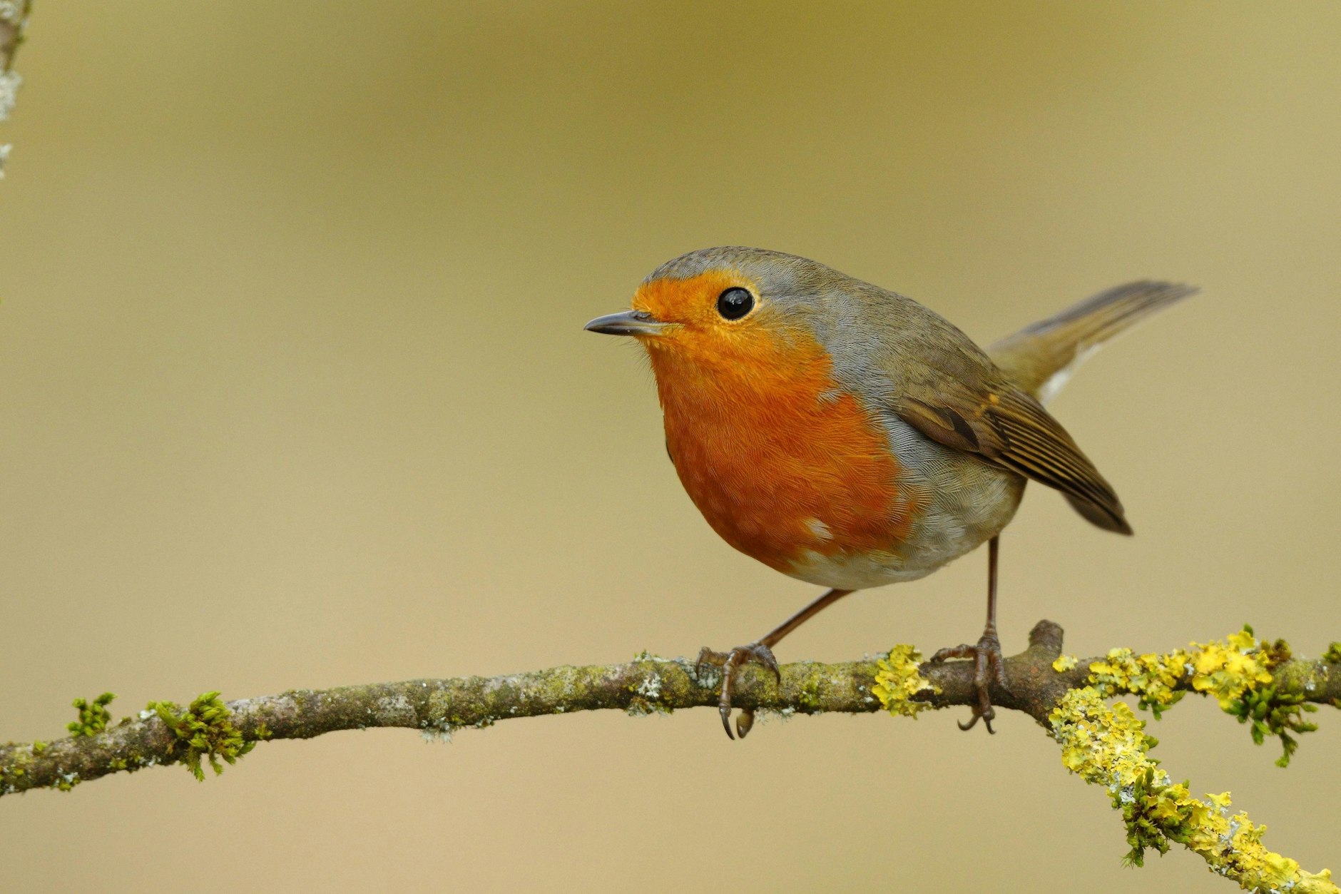 Das Rotkehlchen (Erithacus rubecula) sitzt auf einem Ast. Kaum werden die Tage länger, sind bei uns die ersten Vogelgesänge zu hören.