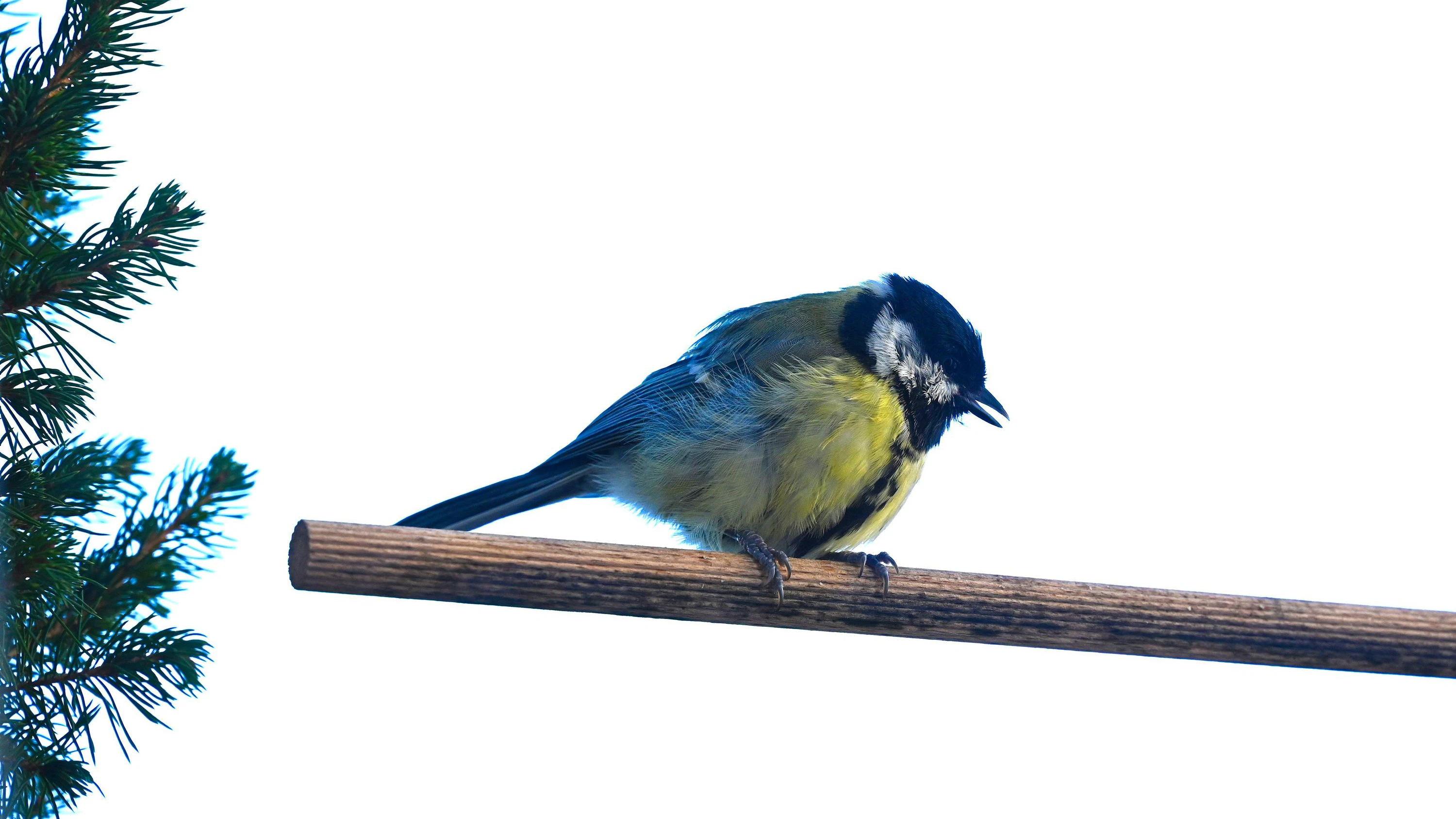 Auch Kohlmeisen (Parus major) sind jetzt schon wieder früh am Morgen zu hören.