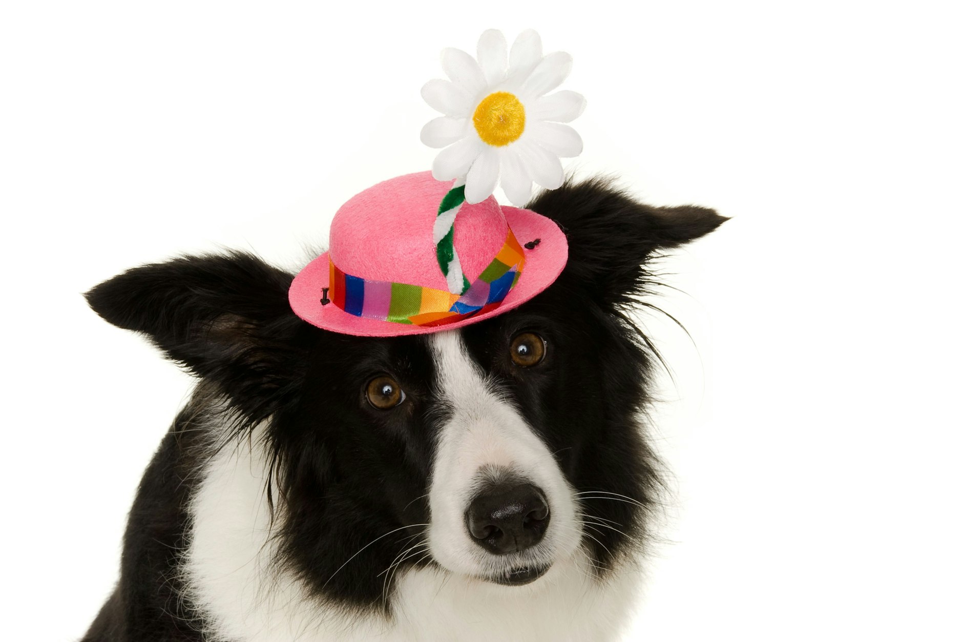 Dieser Border Collie schaut eher skeptisch auf die Faschingszeit.