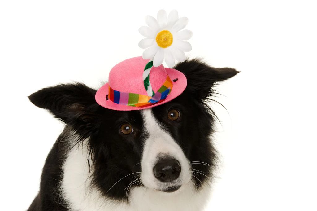 Fasching feiern mit Hund – geht das überhaupt?