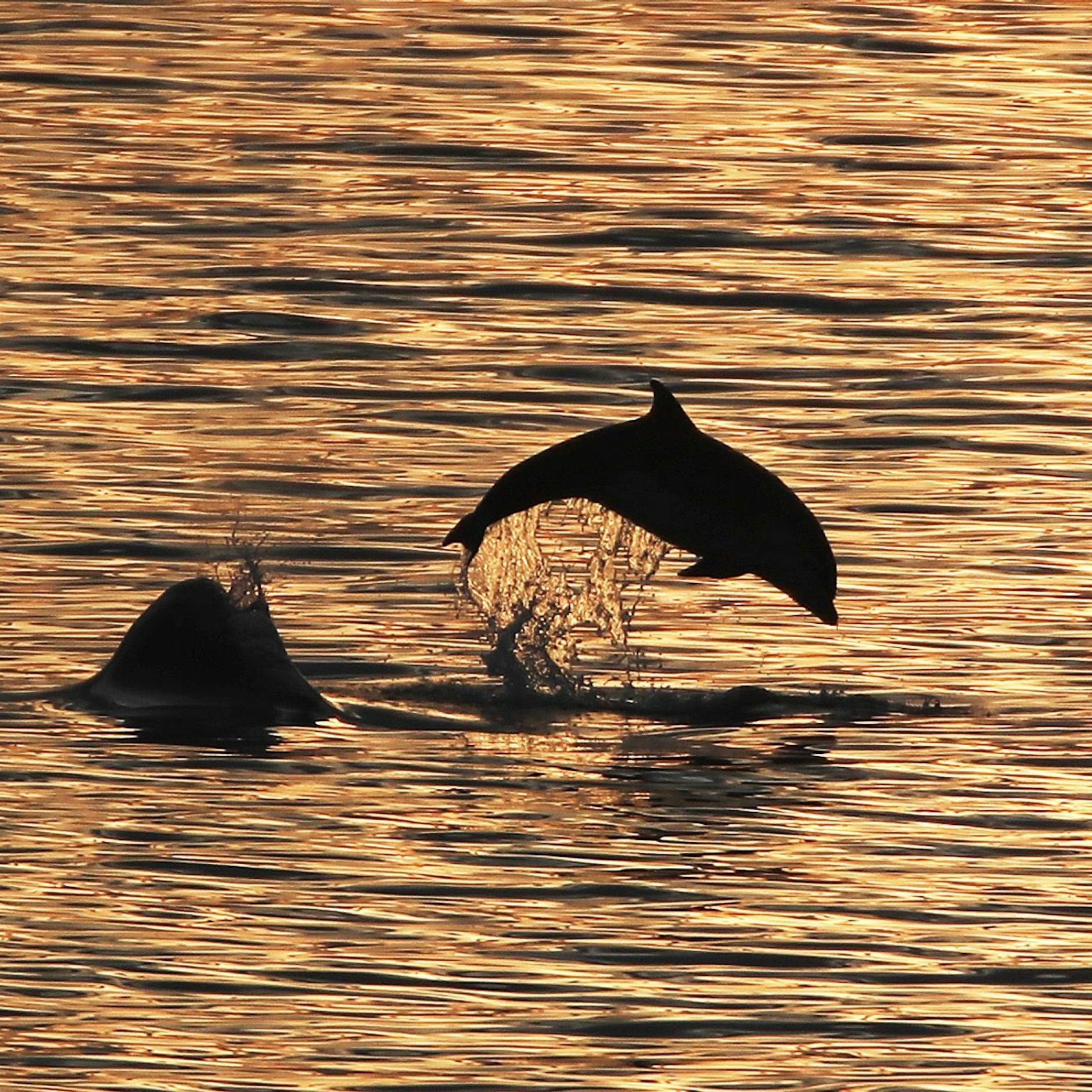 Image - Bericht: Jedes Jahr werden mehr als 100.000 Delfine getötet