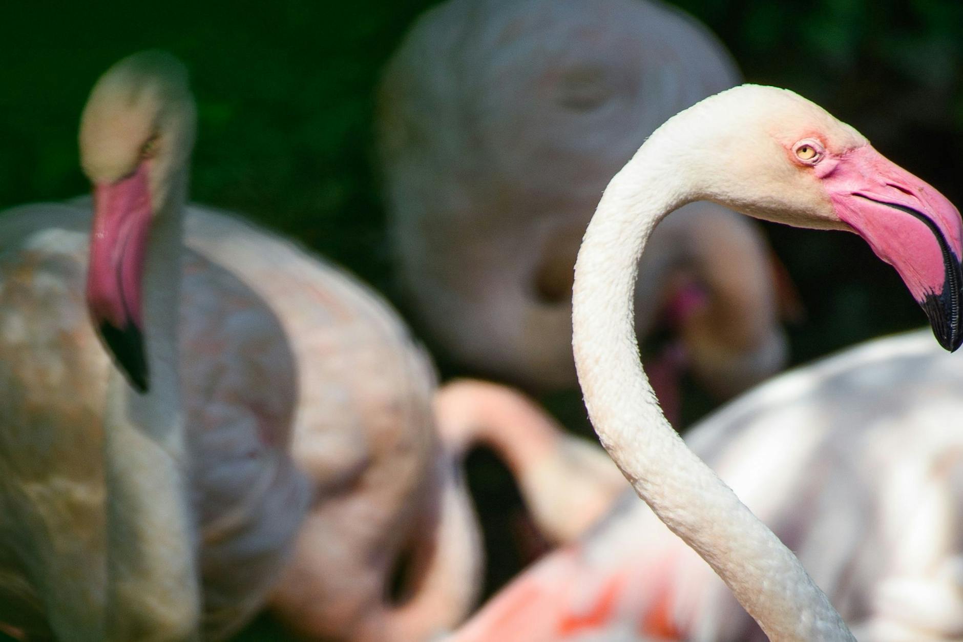 Flamingo Ingo an einem Vormittag in einem kleinen See im Berliner Zoo neben seinen Artgenossen.
