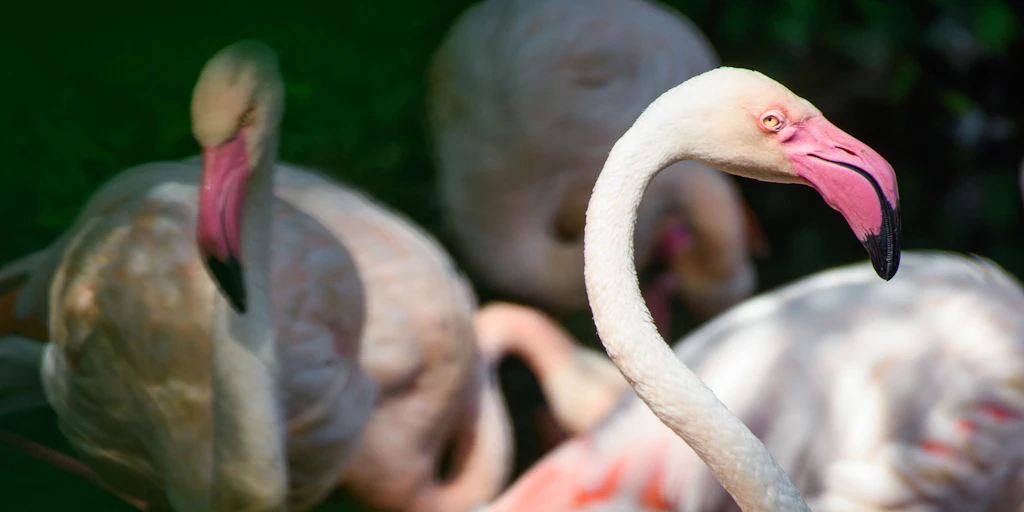 Ingo wird unsterblich: Berliner Flamingo kommt in Naturkundemuseum
