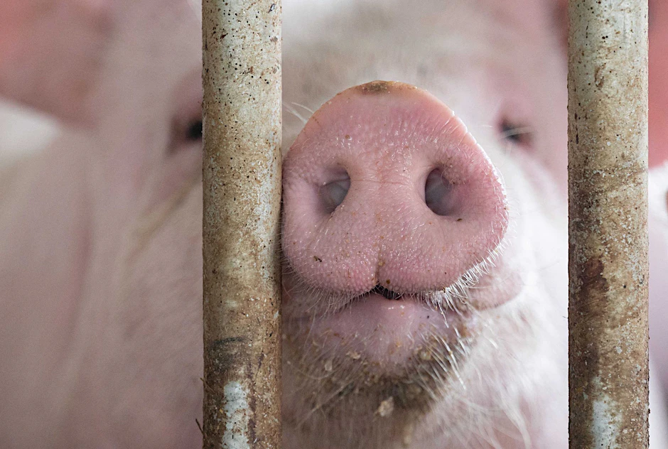 ARCHIV - Das Agrarministerium hat für den «Tierwohlcent» ein Konzept für eine Verbrauchssteuer auf Fleisch und Fleischprodukte erarbeitet.  