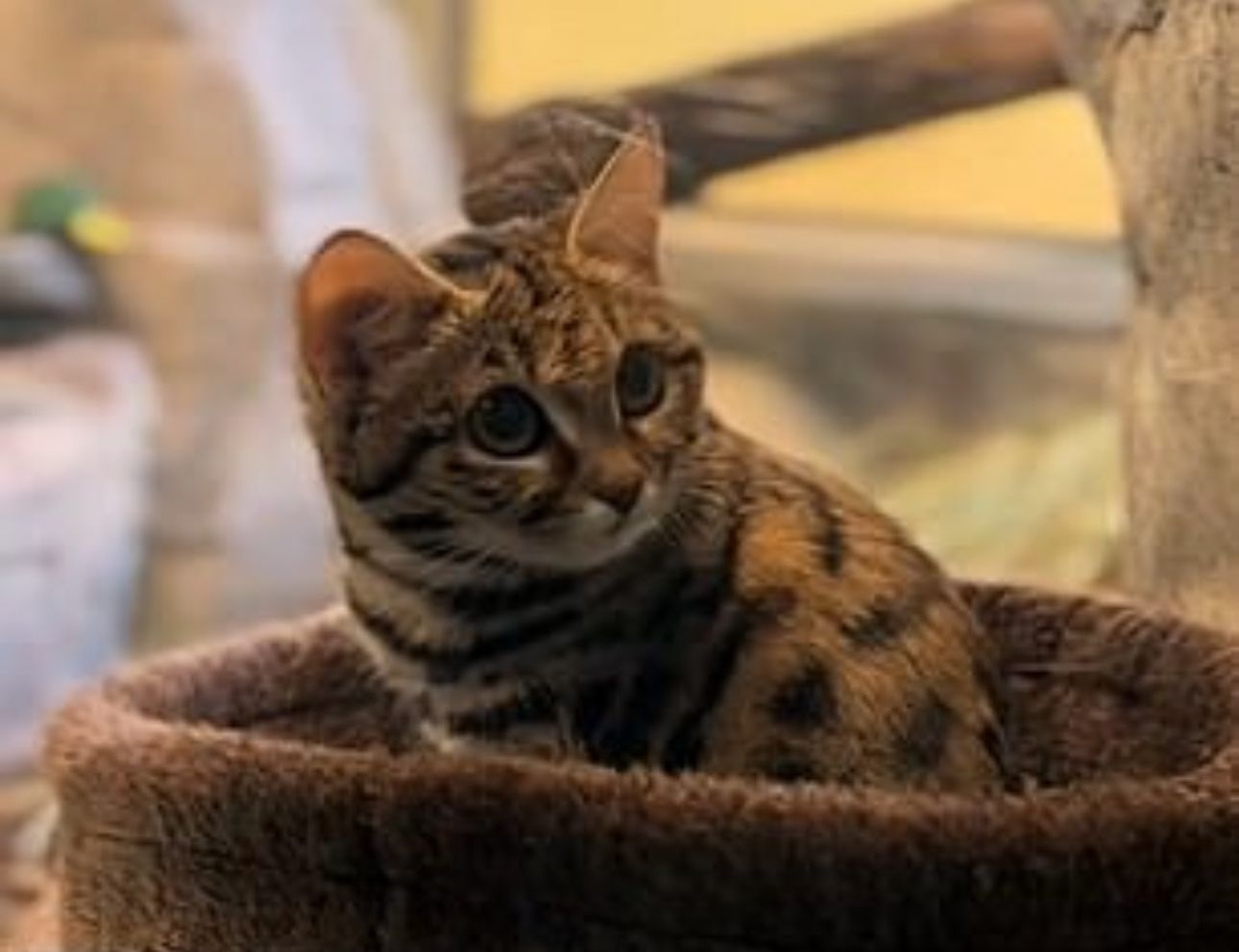 Image - So niedlich ist die tödlichste Raubkatze der Welt