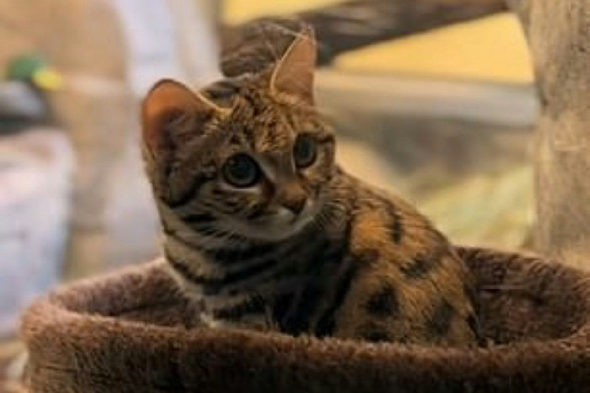 Wenn die süße Gaia mal groß ist, wird sie eine der gefährlichsten Raubkatzen der Welt.