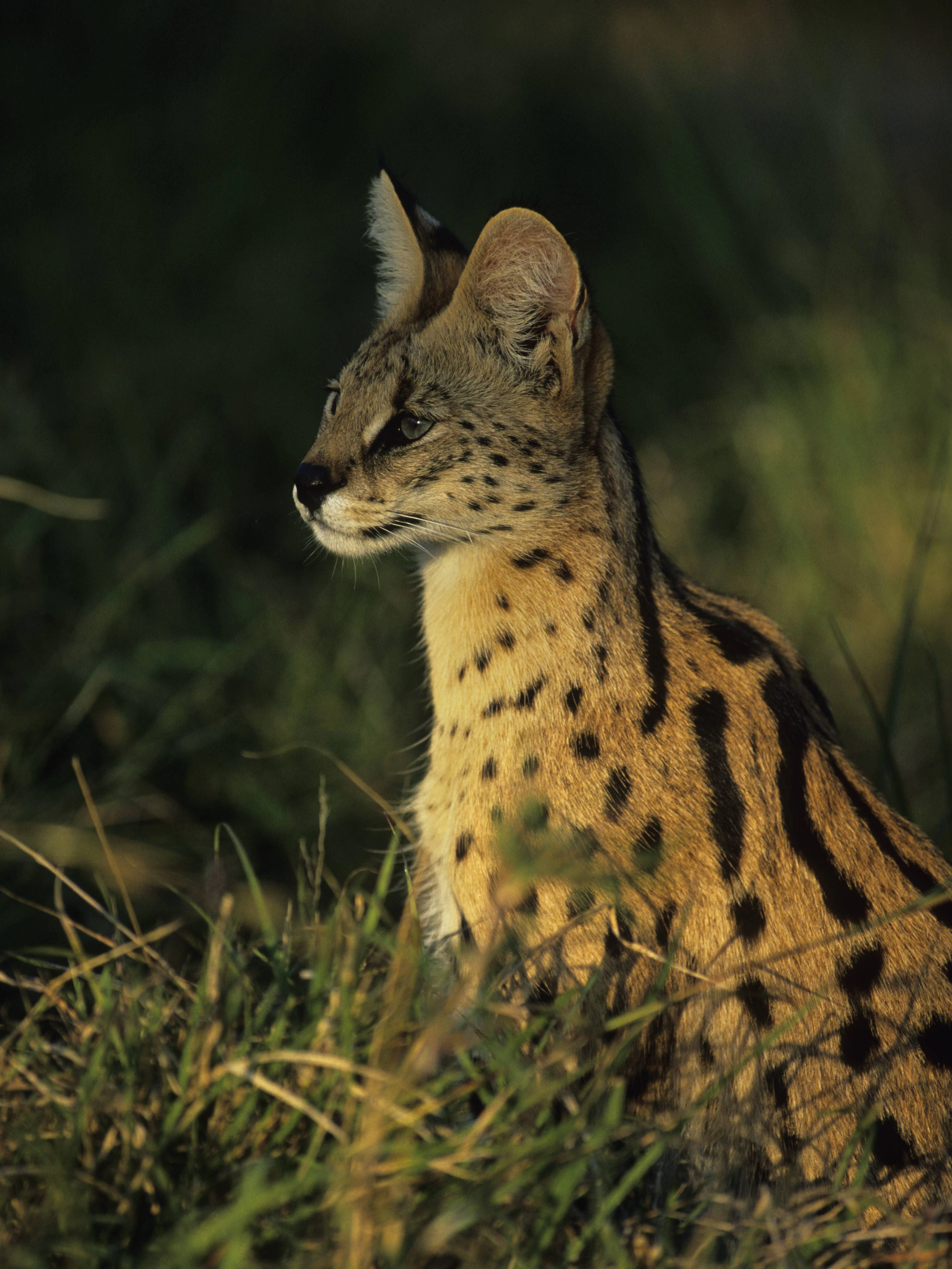 Die Schwarzfußkatze ist die kleinste afrikanische Katze und in der südwestlichen Trockenzone des südlichen Afrika beheimatet.