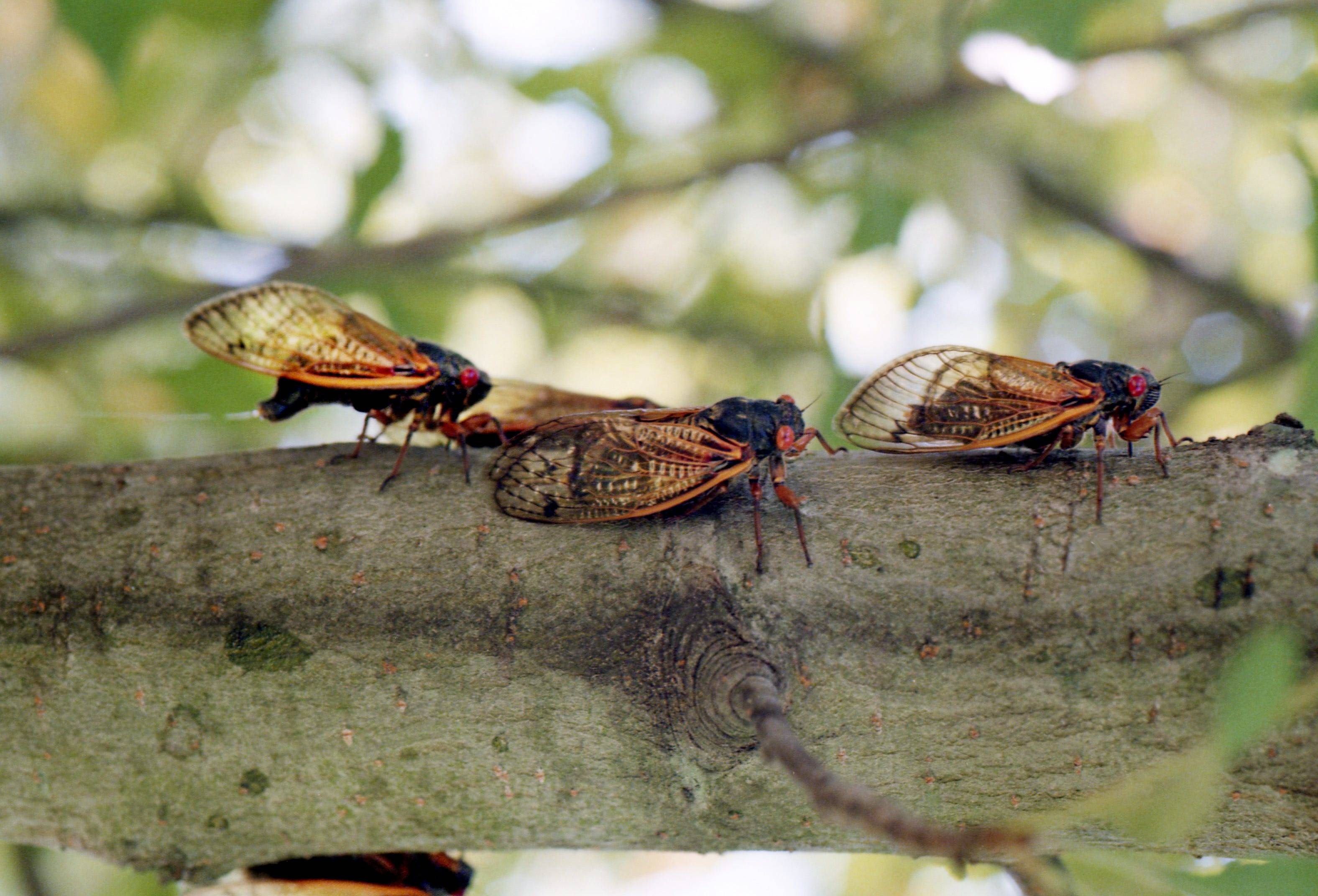 Gruselig! Dieses Jahr droht eine Mega-Invasion DIESER Insekten