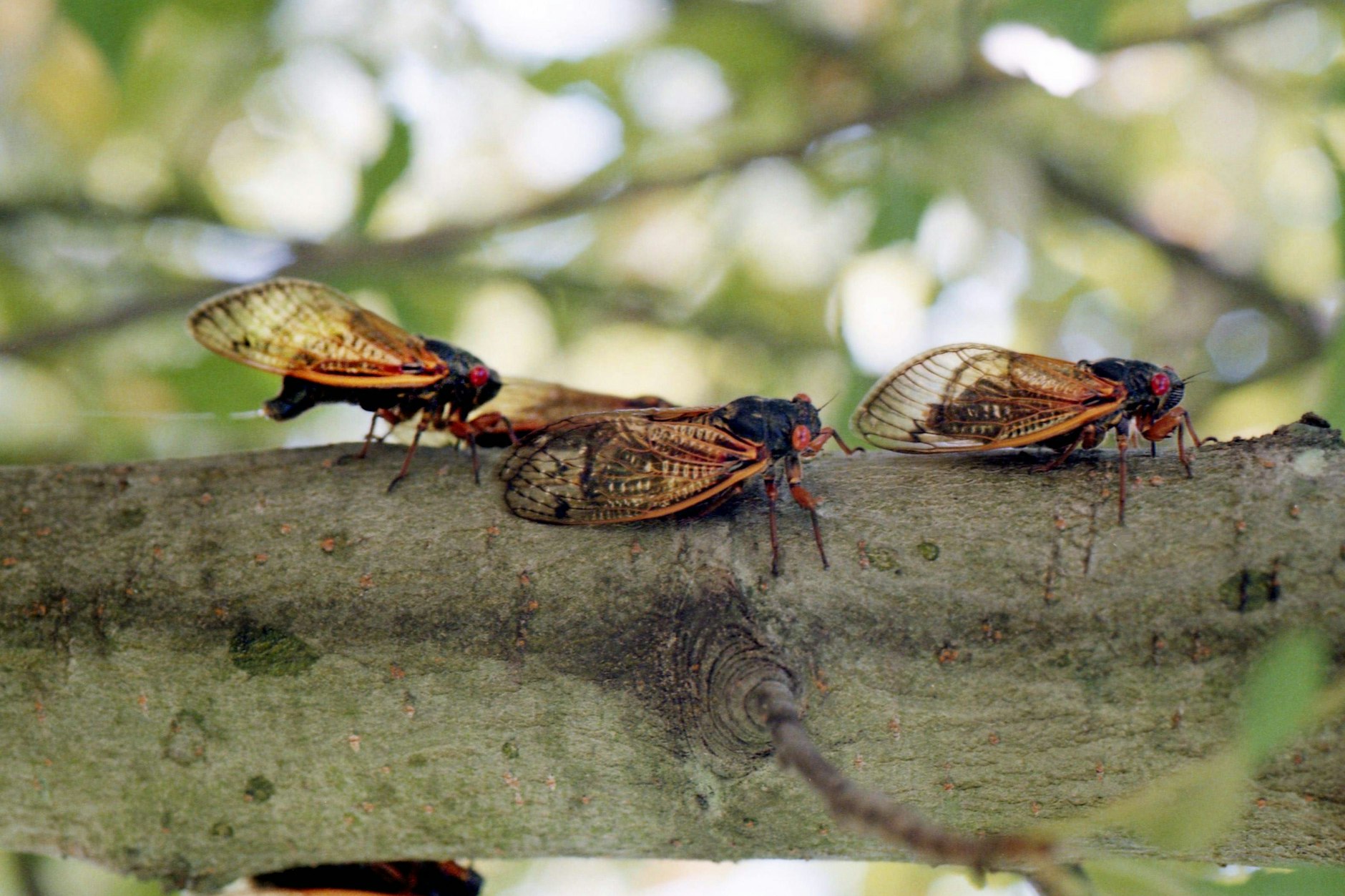 Millionen Zikaden sollen sich in diesem Jahr in Teilen der USA ausbreiten - weil mehrere Populationen der Insekten gleichzeitig schlüpfen.