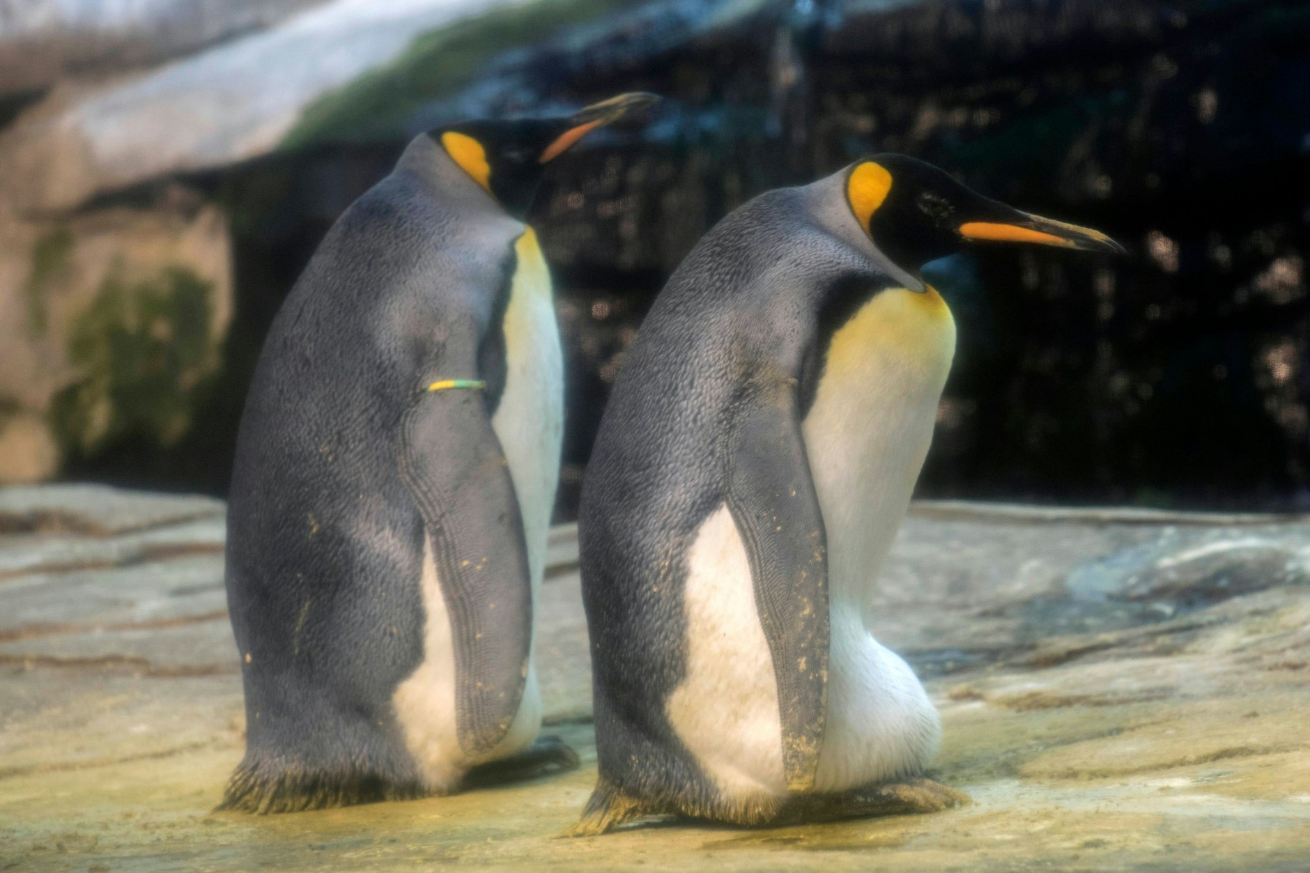 Einen besonderen Auftritt hatte in der Vergangenheit ein außergewöhnliches Pinguinpärchen: als ein Weibchen ein Ei legte, sich jedoch nicht um die Brut kümmerte.