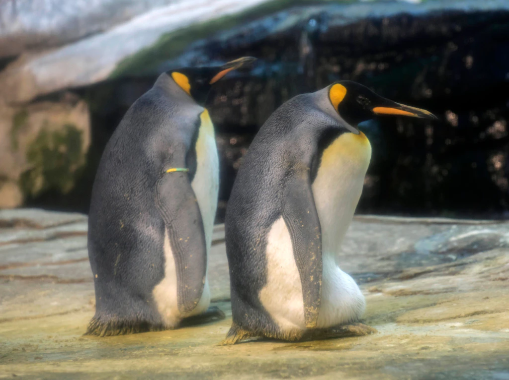 Zum Valentinstag: So krass ist das Liebesleben der Zootiere