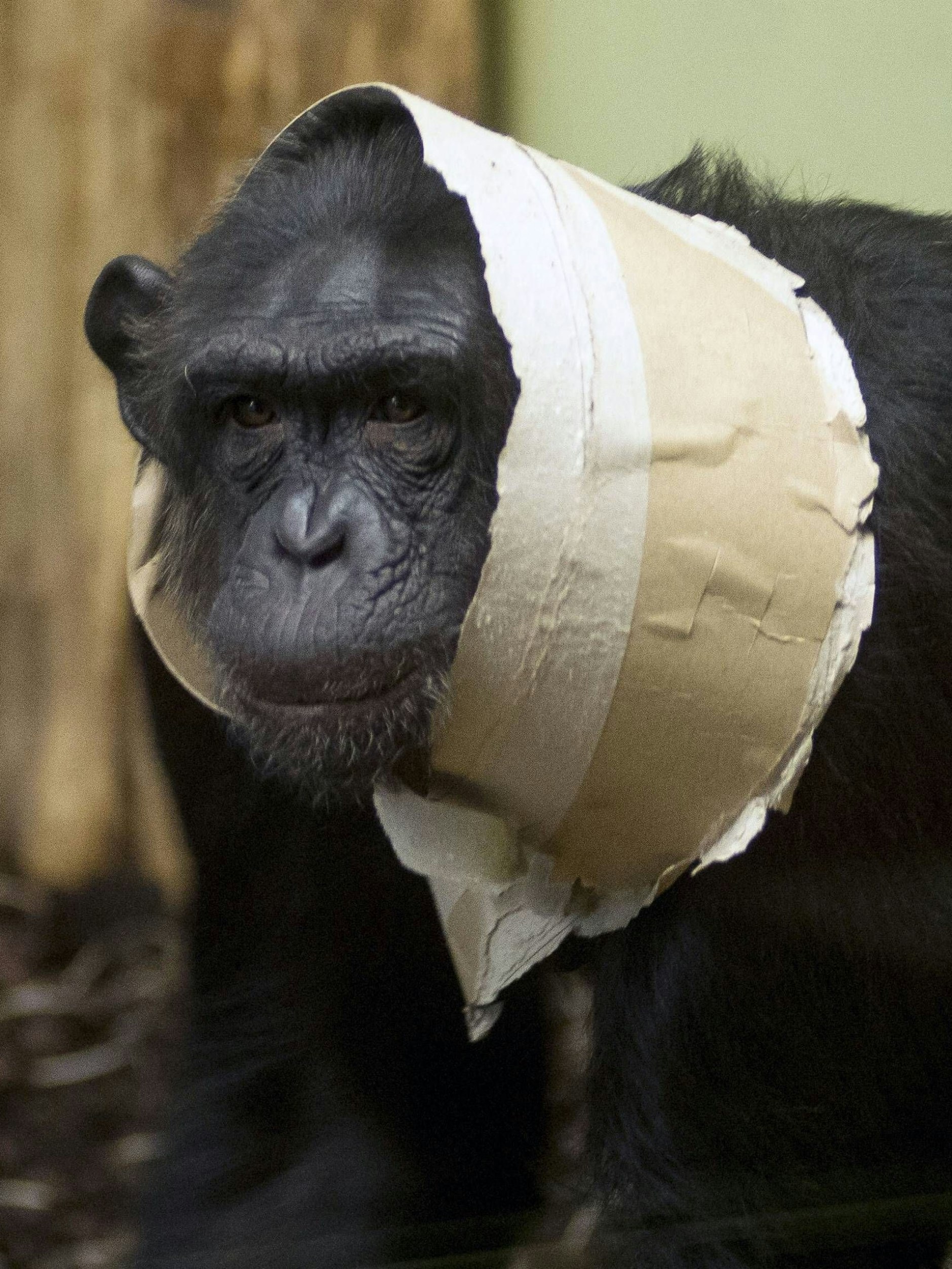 Mag die Vielehe: Schimpanse Soko aus dem Berliner Zoo.