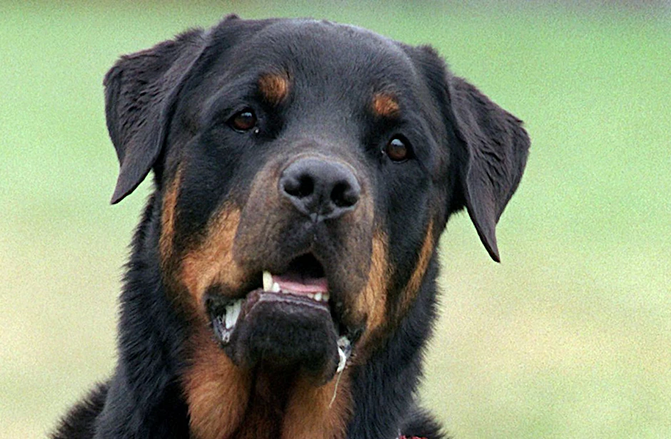 ARCHIV - Drei Rottweiler haben in Italien einen Jogger zu Tode gebissen (Symbolbild).  