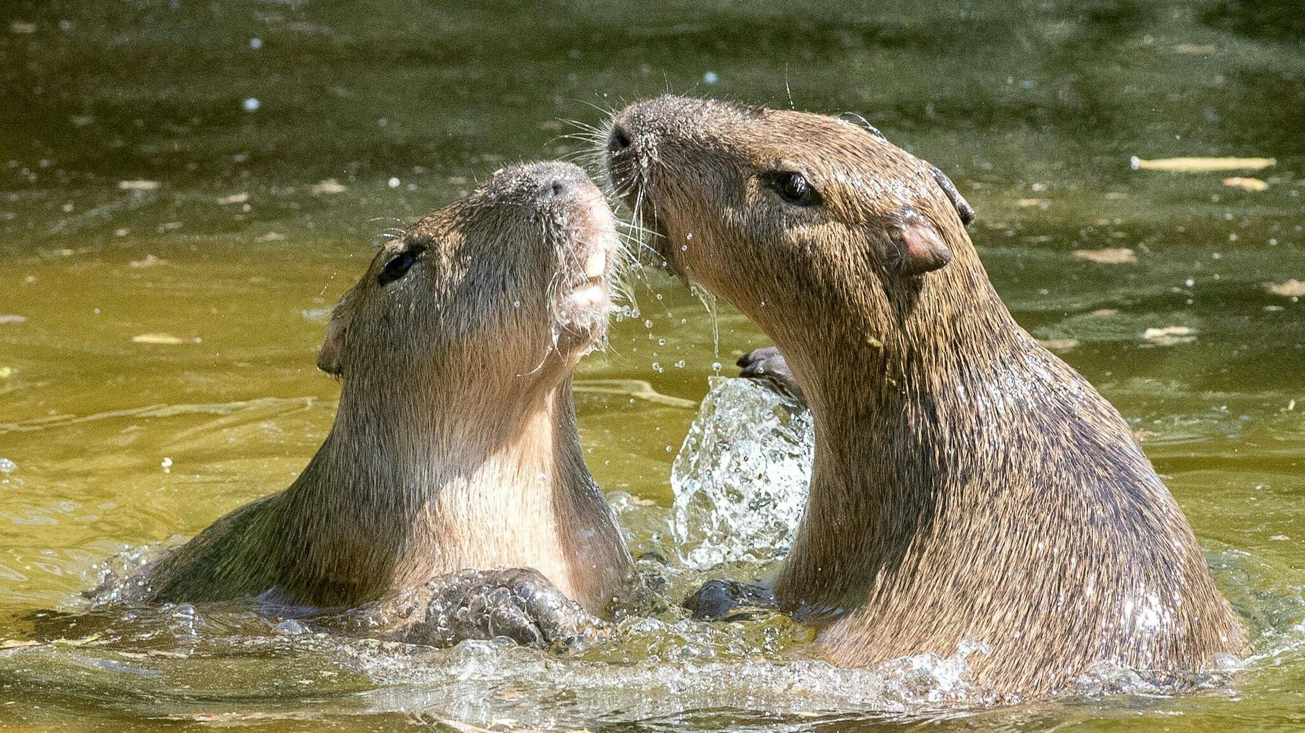 Für Wasserschweine muss die Liebe eine heile Welt sein.