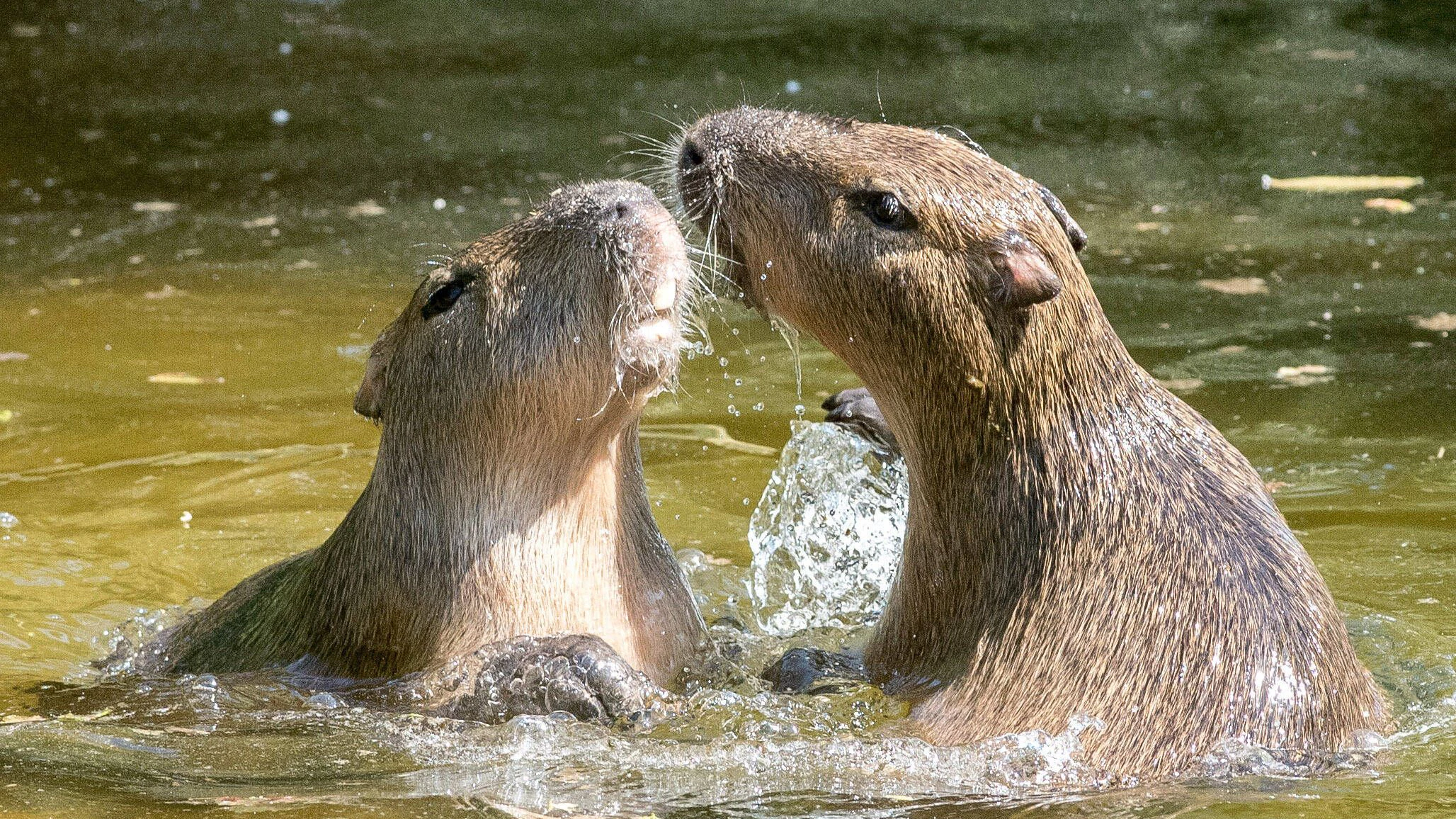 Für Wasserschweine muss die Liebe eine heile Welt sein.