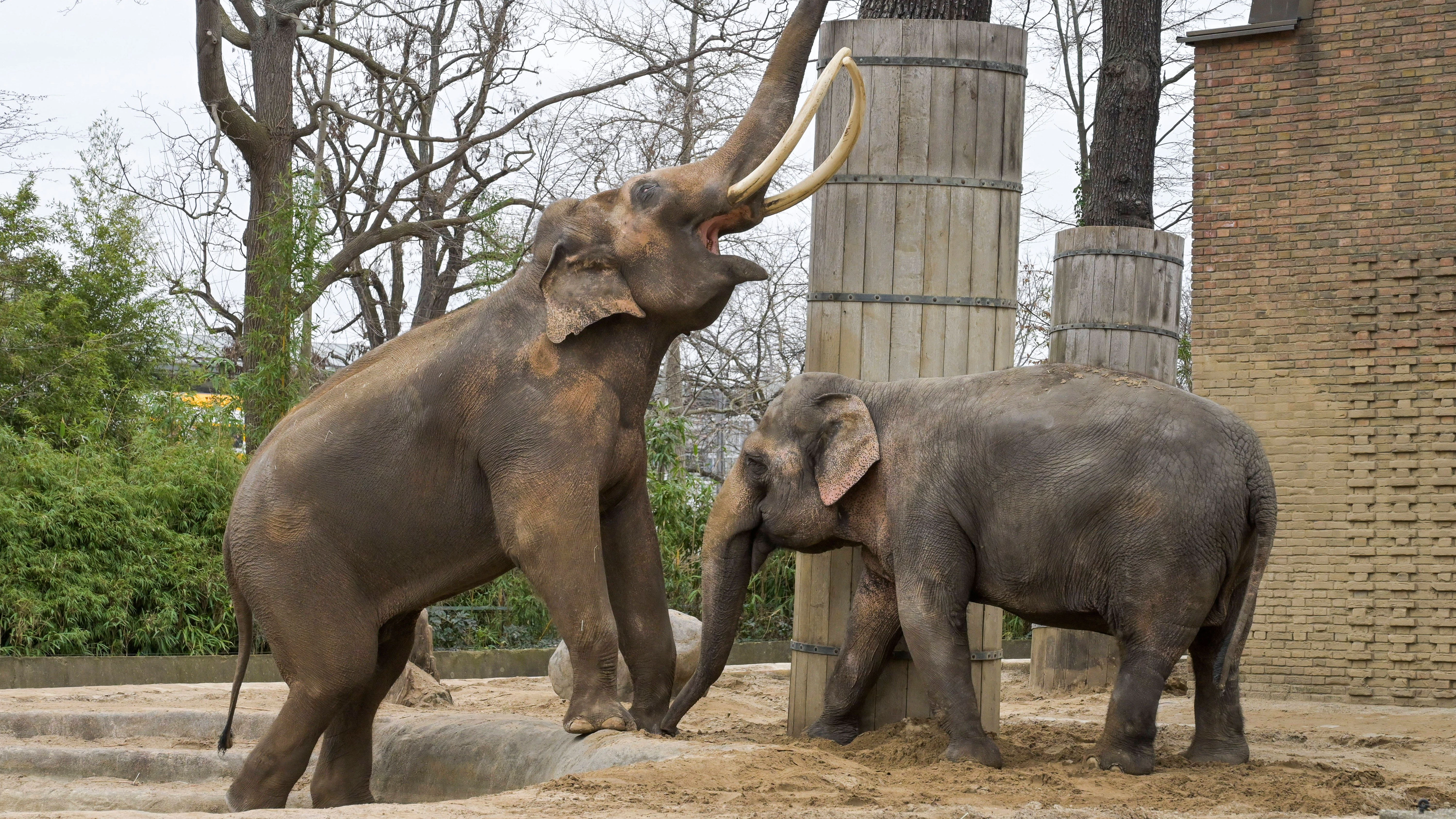 Einige Elefanten führen eine ungewöhnliche, lockere Freundschaft oder sozusagen eine Affäre, wie Victor im Zoo&nbsp;mit Elefantenkuh Drumbo.