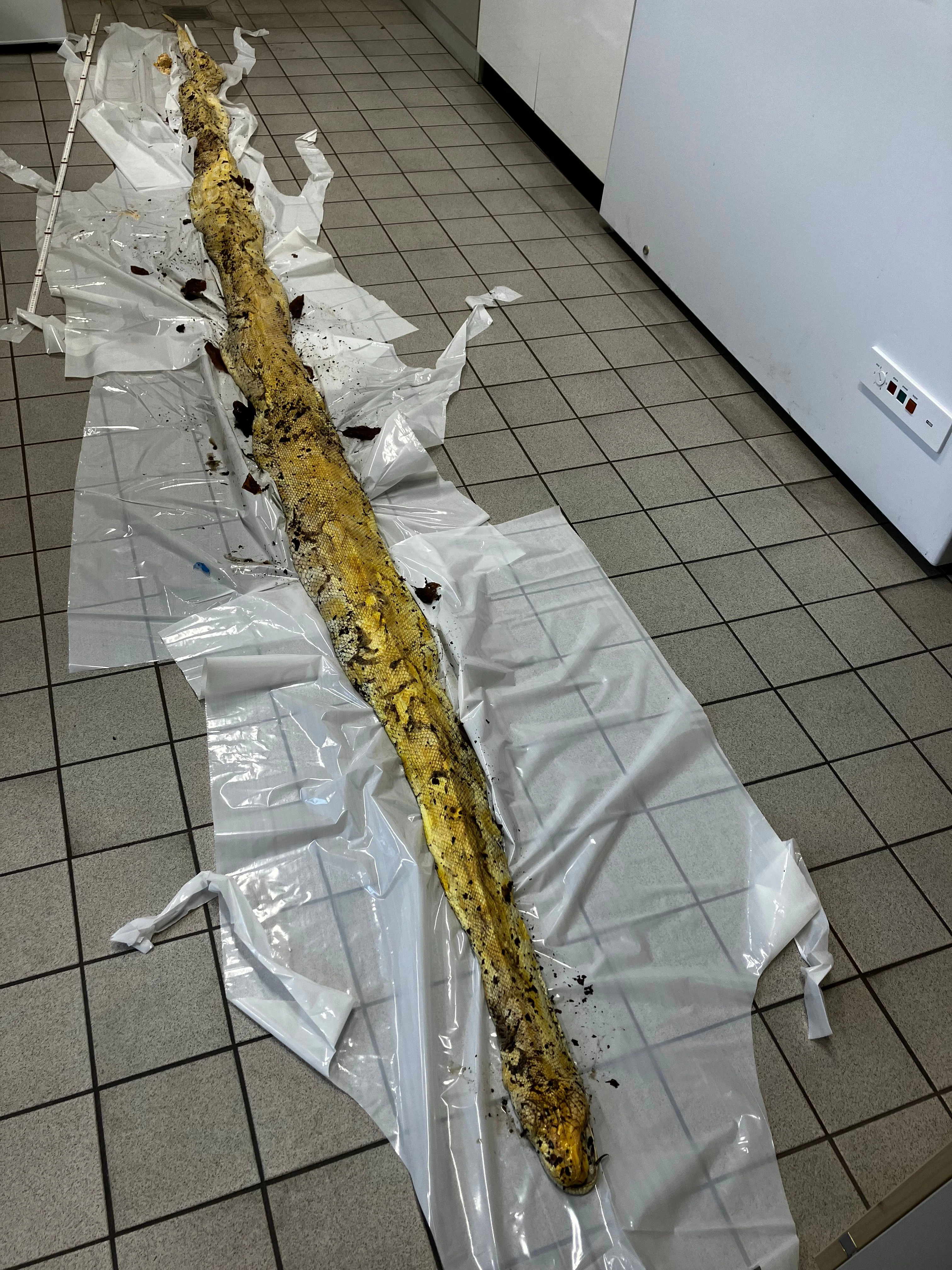 Die Schlange, die tot in der Hasenheide gefunden wurde, in der Veterinärmedizin des Bezirksamts.