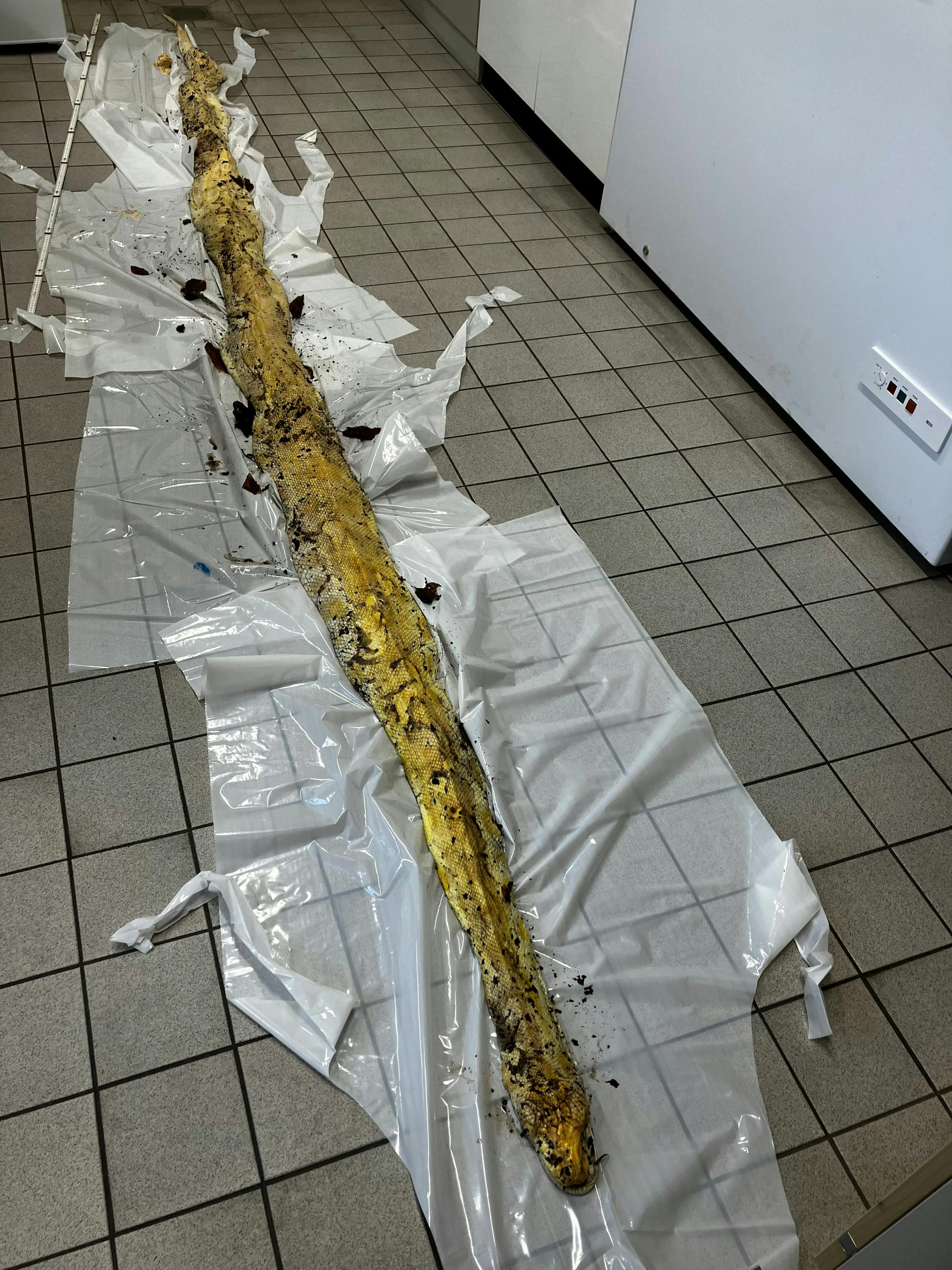 Die Schlange, die tot in der Hasenheide gefunden wurde, in der Veterinärmedizin des Bezirksamts.
