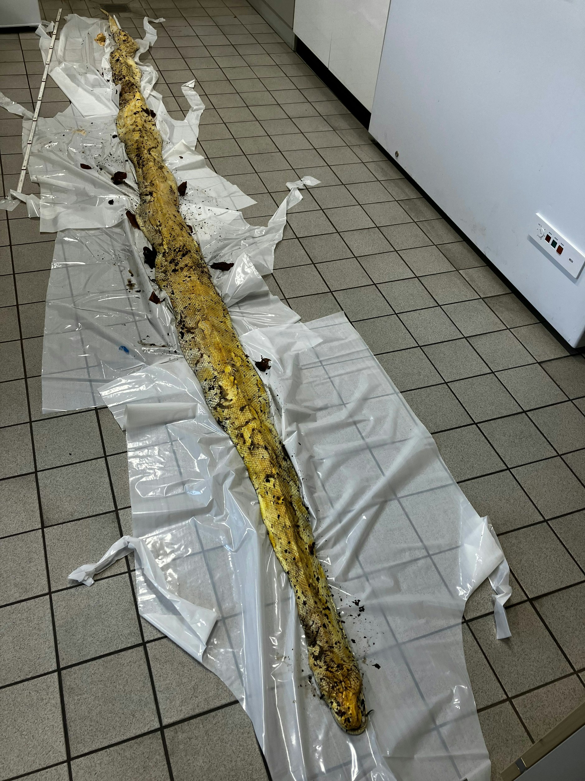 Die Schlange, die tot in der Hasenheide gefunden wurde, in der Veterinärmedizin des Bezirksamts.