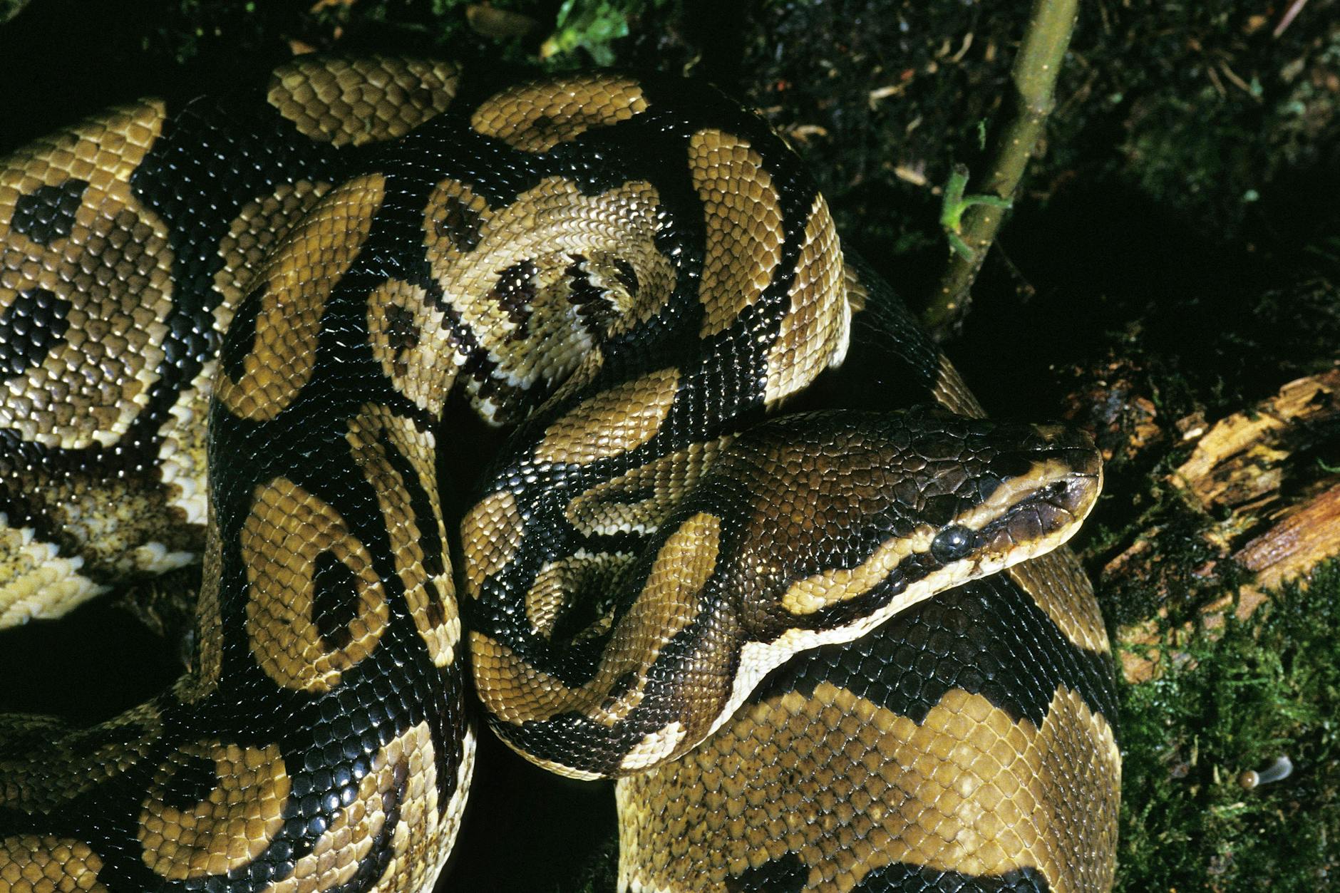 In einem Keller in Pankow versteckte sich eine Königspython. Kurz darauf wurde eine riesige Tigerpython tot in Neukölln gefunden.