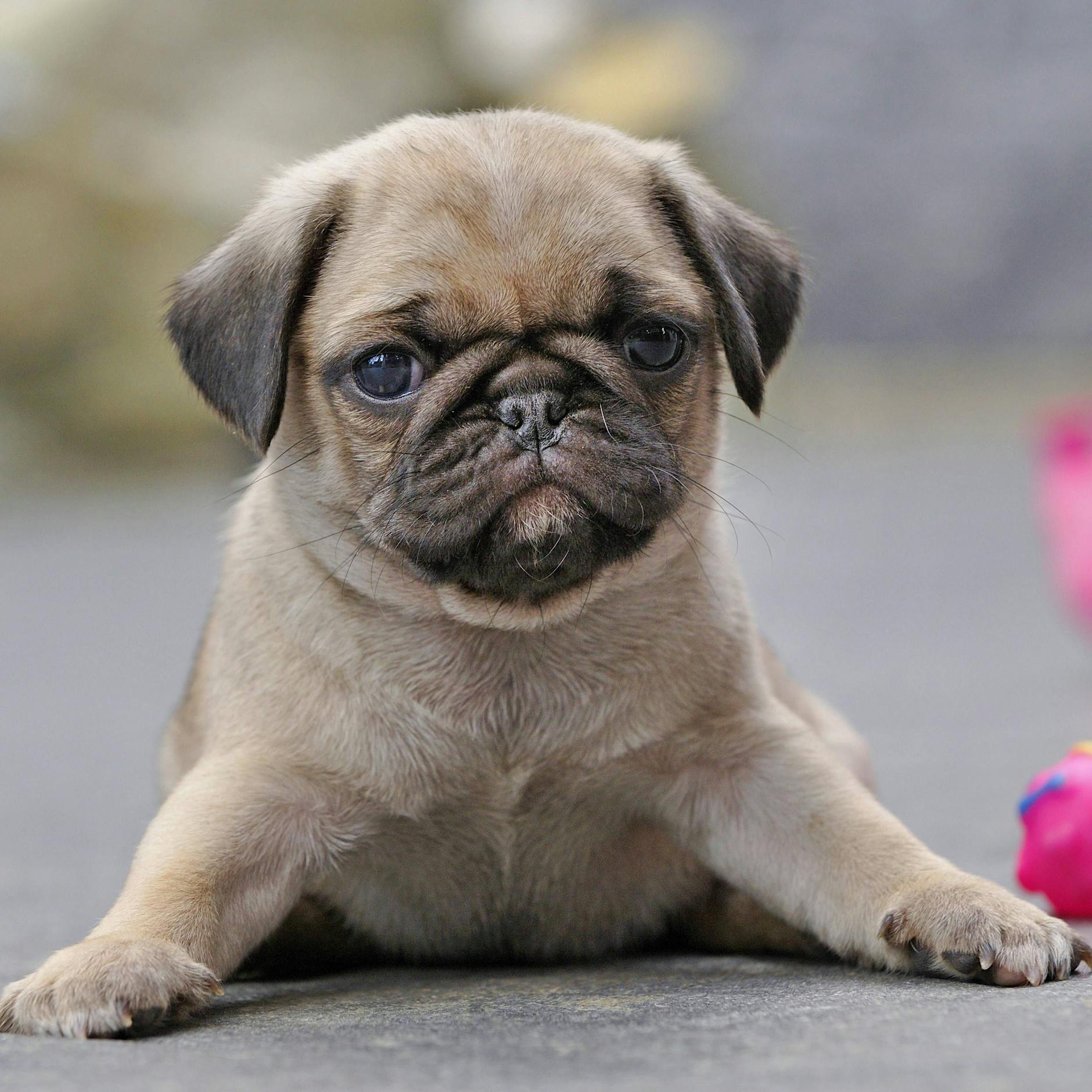 Puppy Yoga: Neuer Welpen-Trend in Berlin ruft Tierschützer auf den Plan
