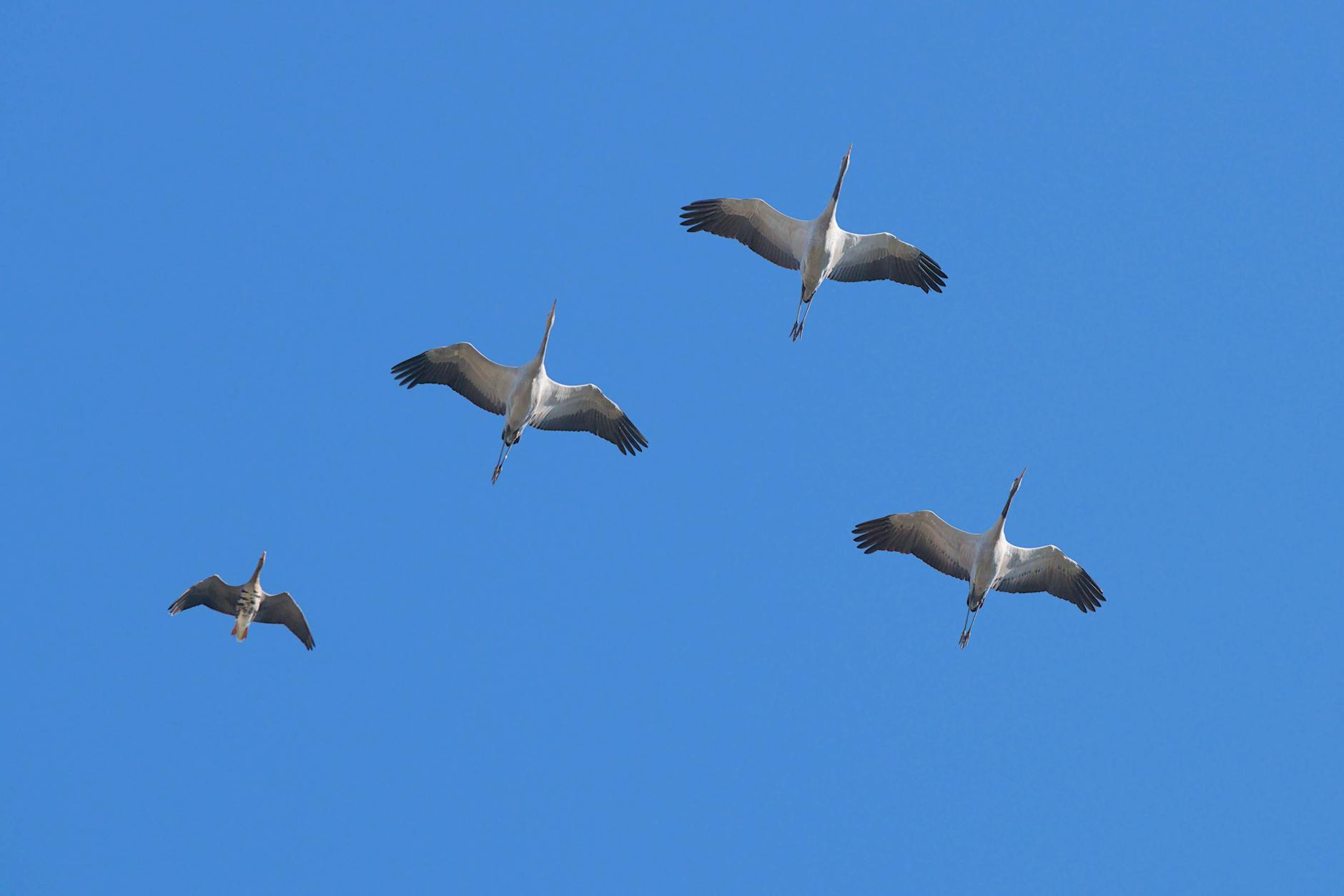 Die ersten Kraniche sind zurück: Endlich können wir dieser Glücksbringer am Himmel wieder beobachten. 
