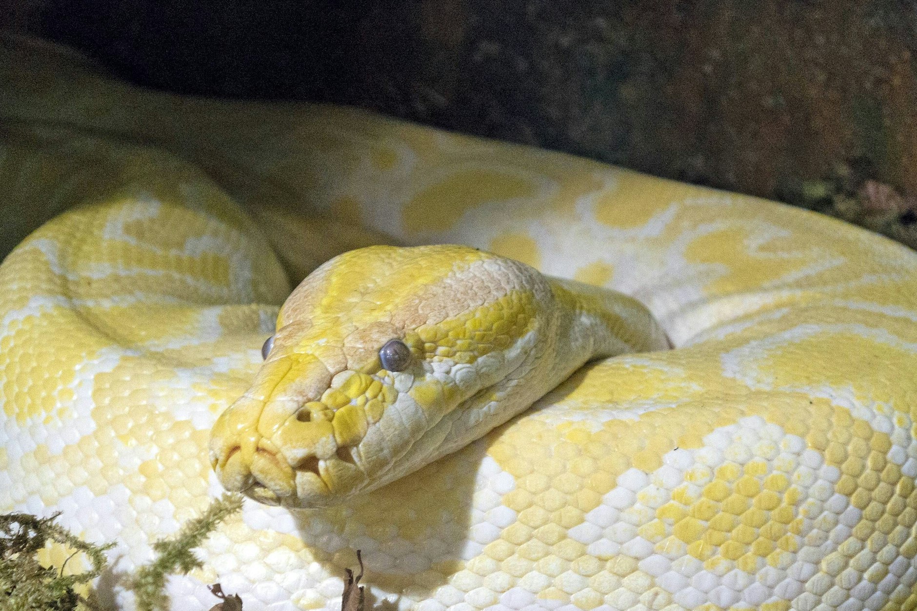 Ein Tigerpython: Eine solche Vier-Meter-Schlange wurde in der Hasenheide in Neukölln gefunden.&nbsp;