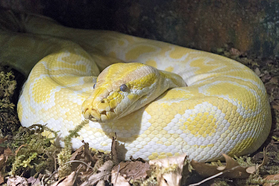 Ein Tigerpython: Eine solche Vier-Meter-Schlange wurde in der Hasenheide in Neukölln gefunden.&nbsp;