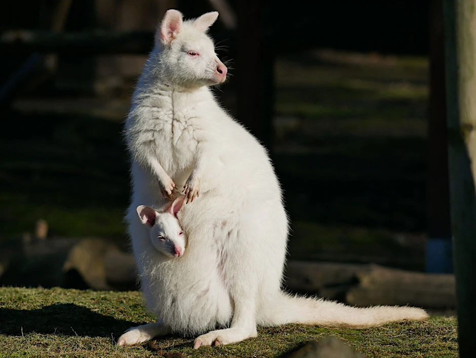 HANDOUT - Das weiße Bennett-Känguru mit seiner Mutter namens Flöckchen, ebenfalls ein Albino.  