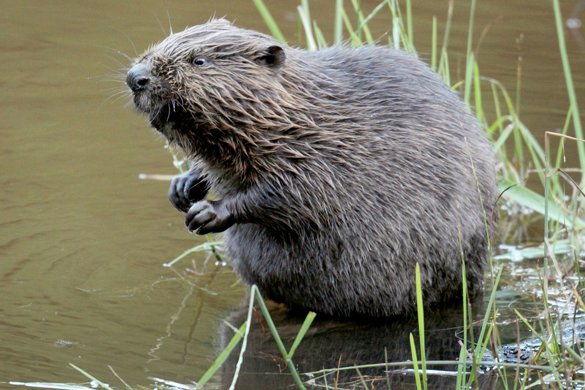 Ein Biber sitzt im Wasser.&nbsp;