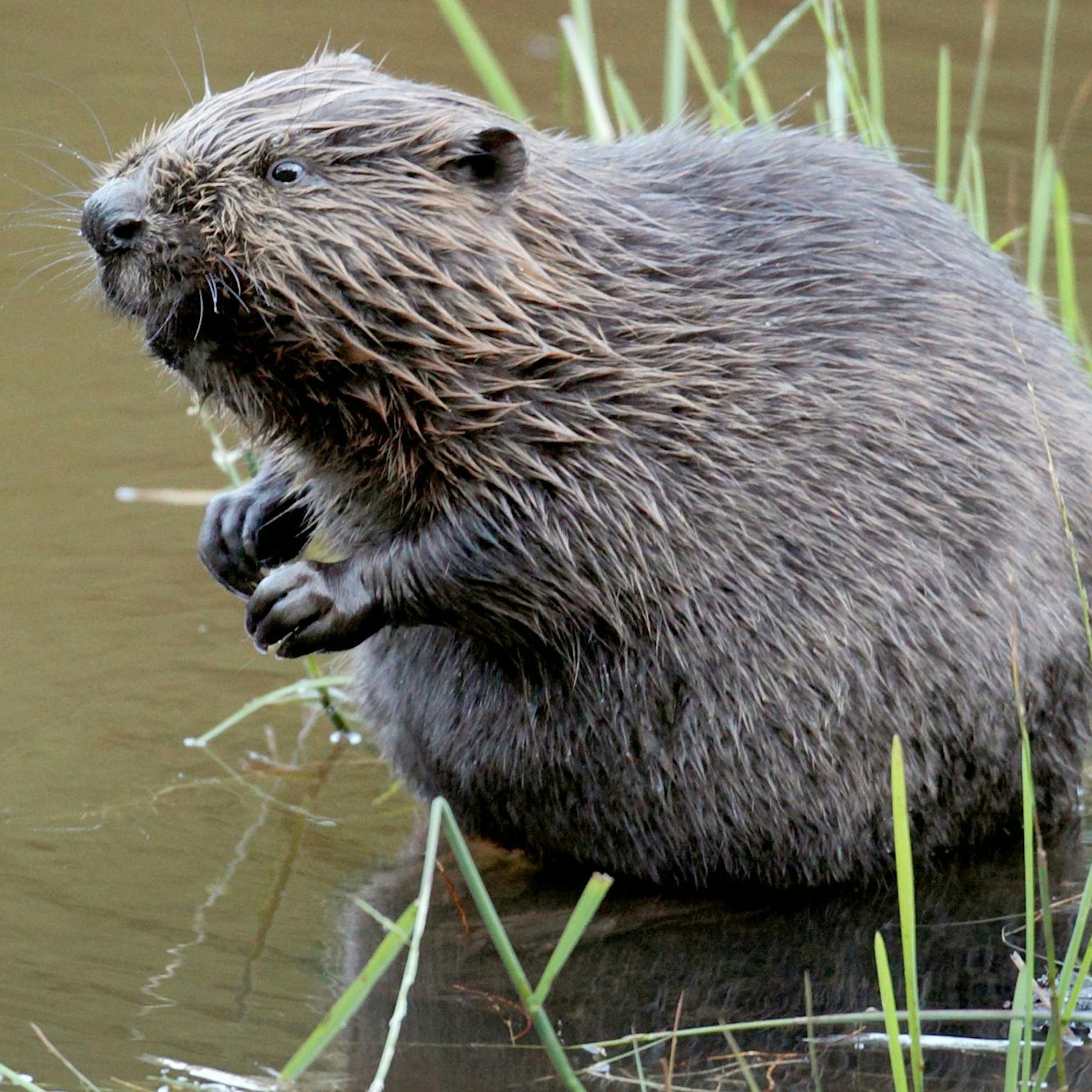 Biber in Brandenburg – keine Angst, viel mehr werden es nicht