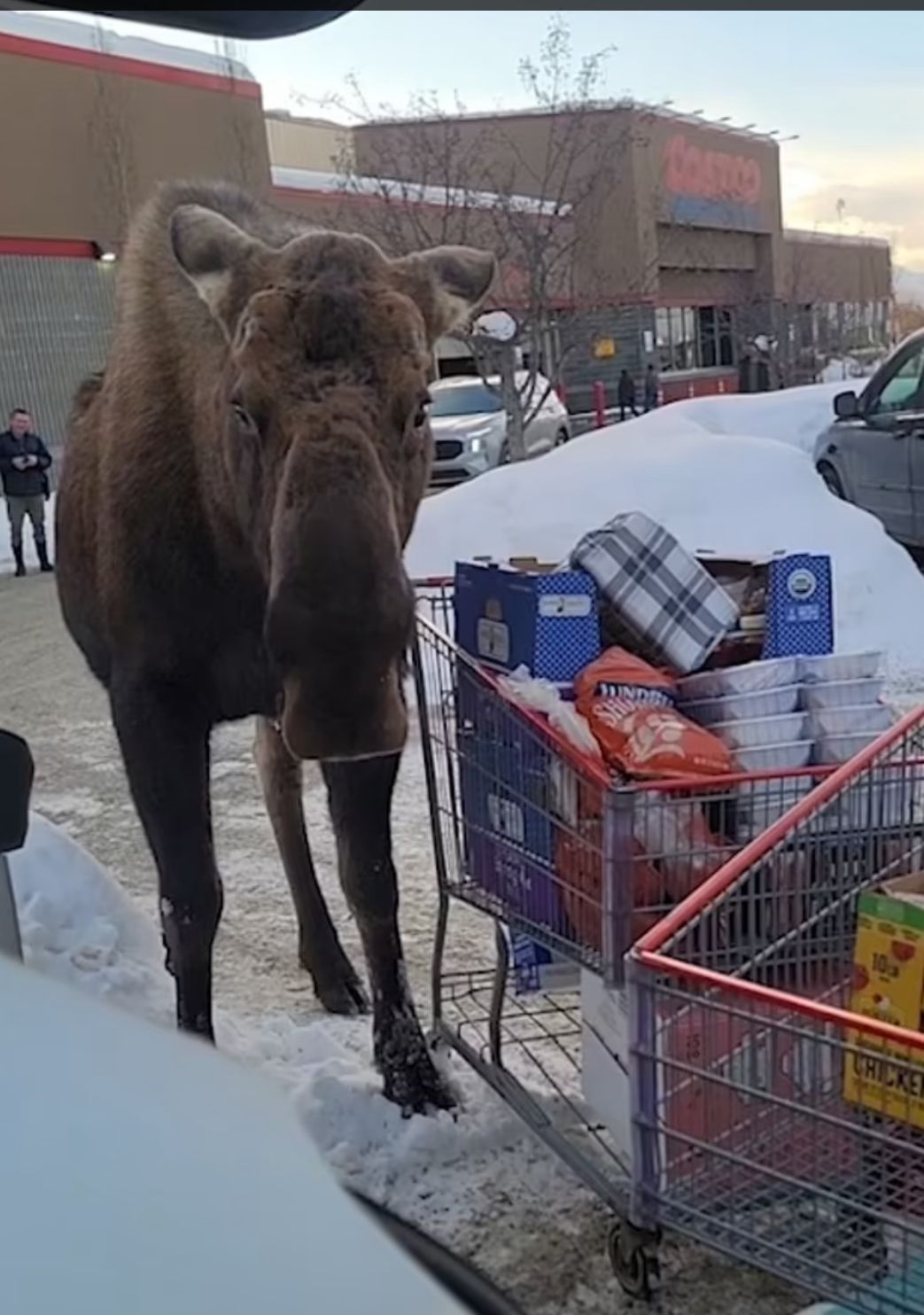 Elch-Alarm auf dem Supermarkt-Parkplatz: Frau zückt Handy, dann passiert DAS …