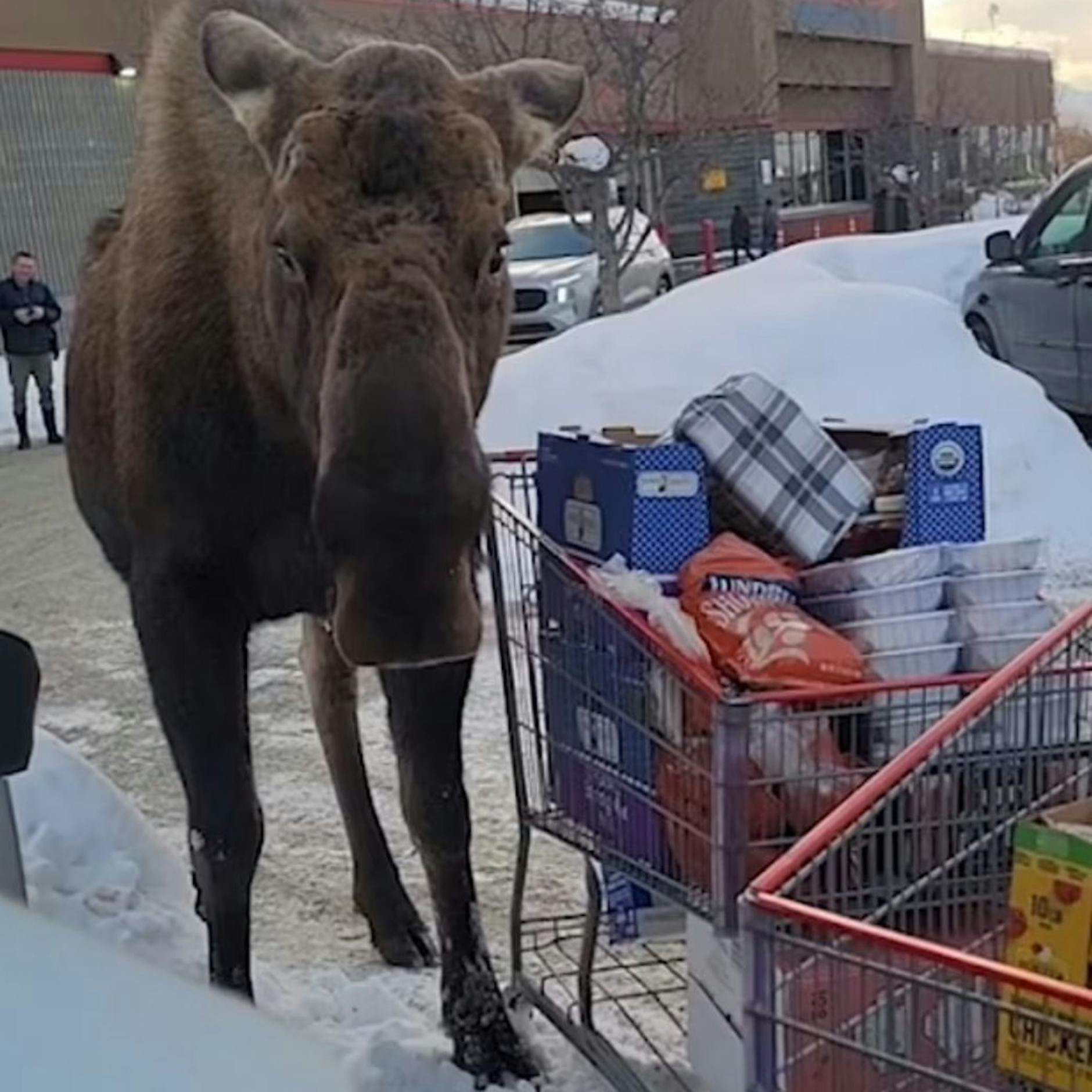 Elch-Alarm auf dem Supermarkt-Parkplatz: Frau zückt Handy, dann passiert DAS …