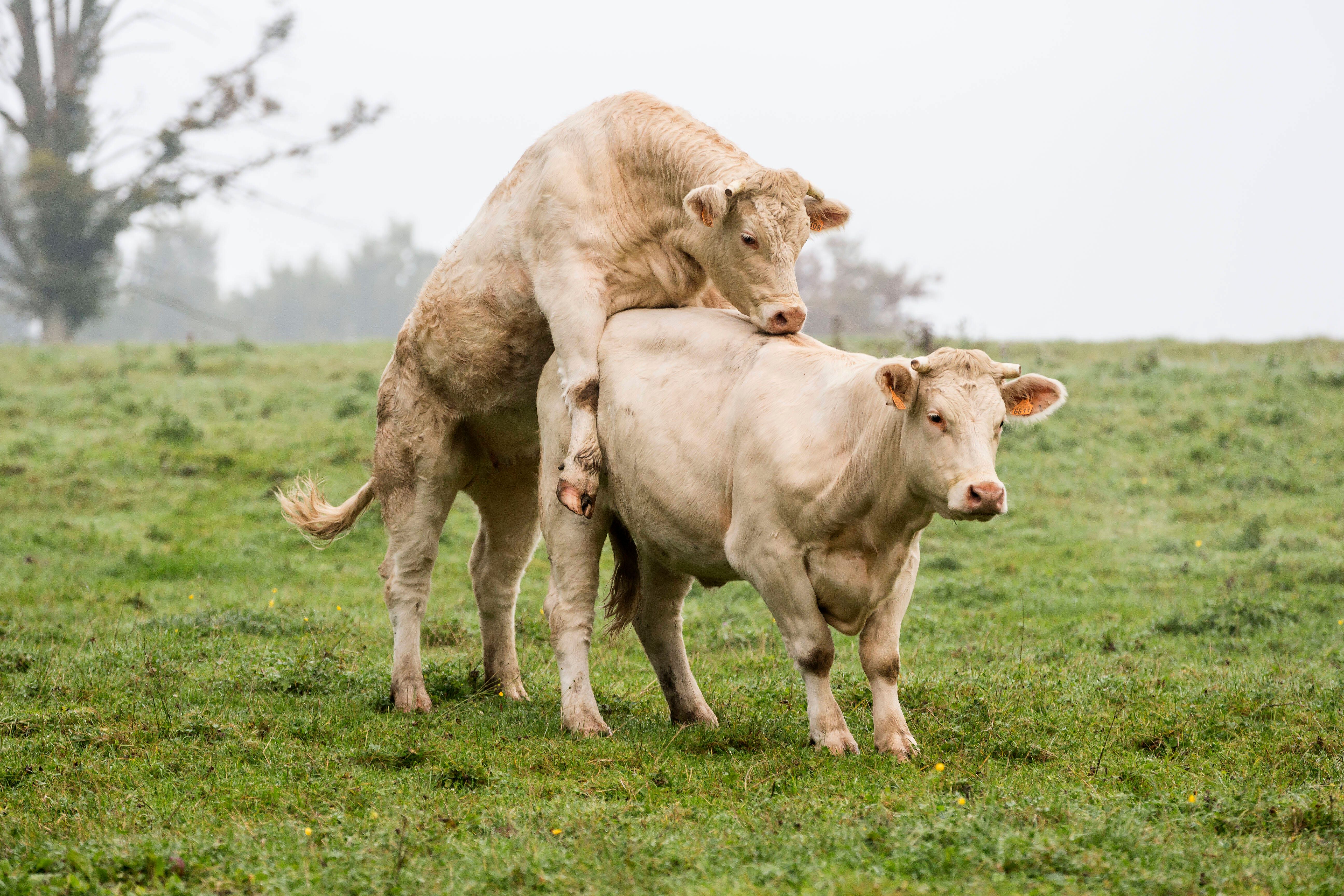 Bauer trieb es mit der Melk-Helferin im Stall – Ehefrau verprügelt ihn mit Schrubber!