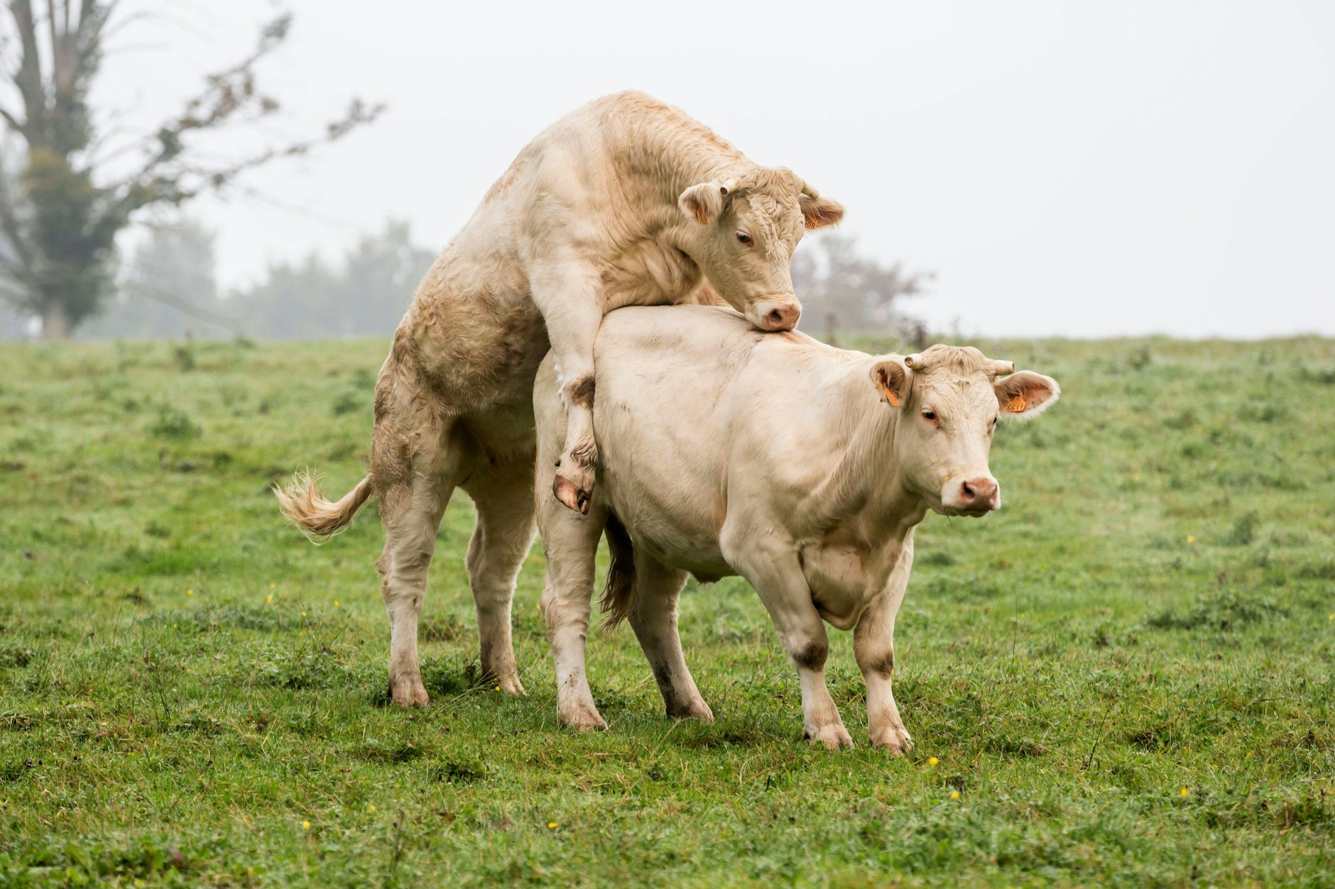 Auch auf dem Land geht's manchmal richtig zur Sache - das zeigt ein pikanter Prozess aus Niederösterreich (Symbolfoto).