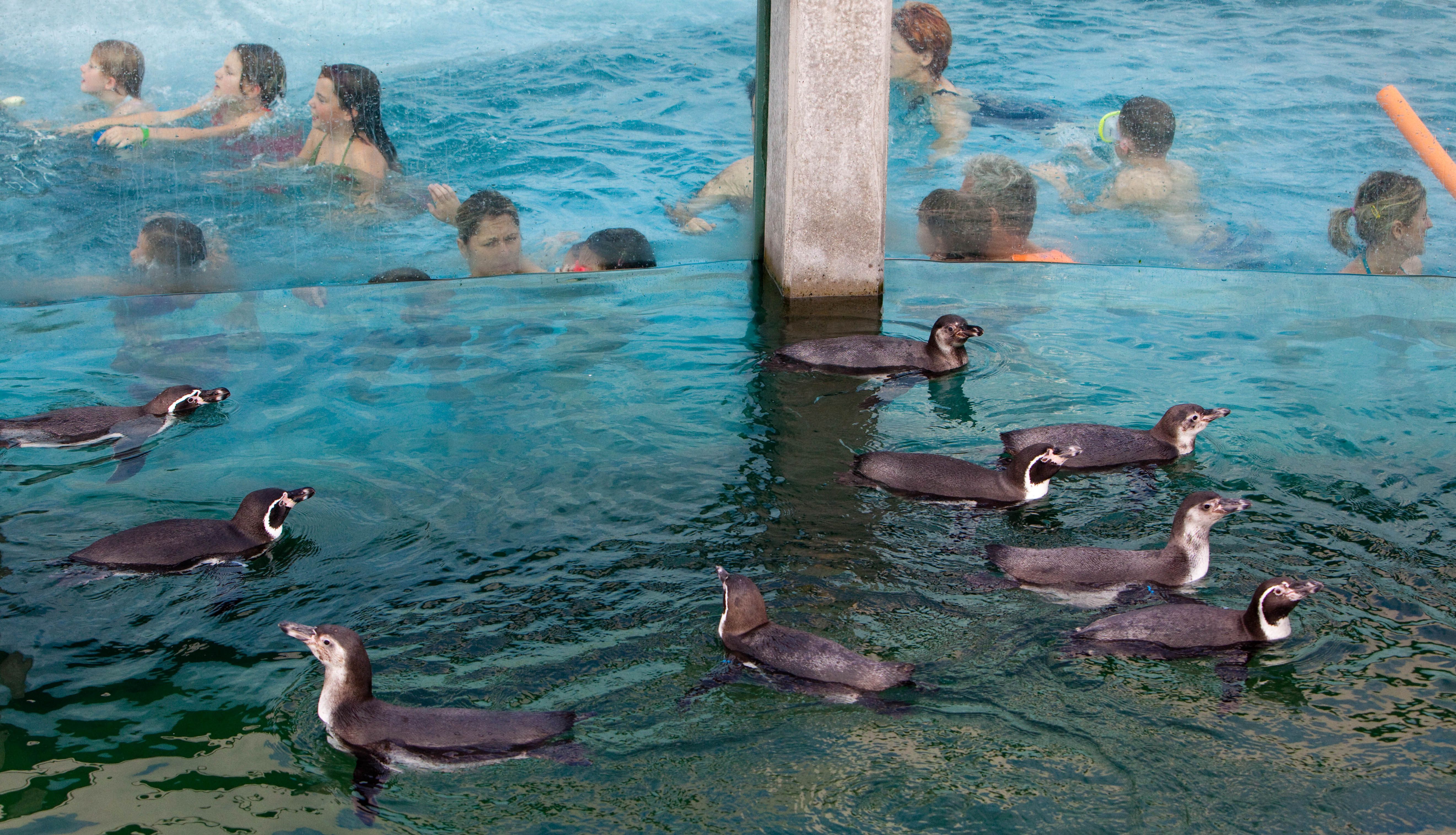 Trotz Tod von Pinguinen: Freizeitbad „Spreewelten“ öffnet weiter für Besucher