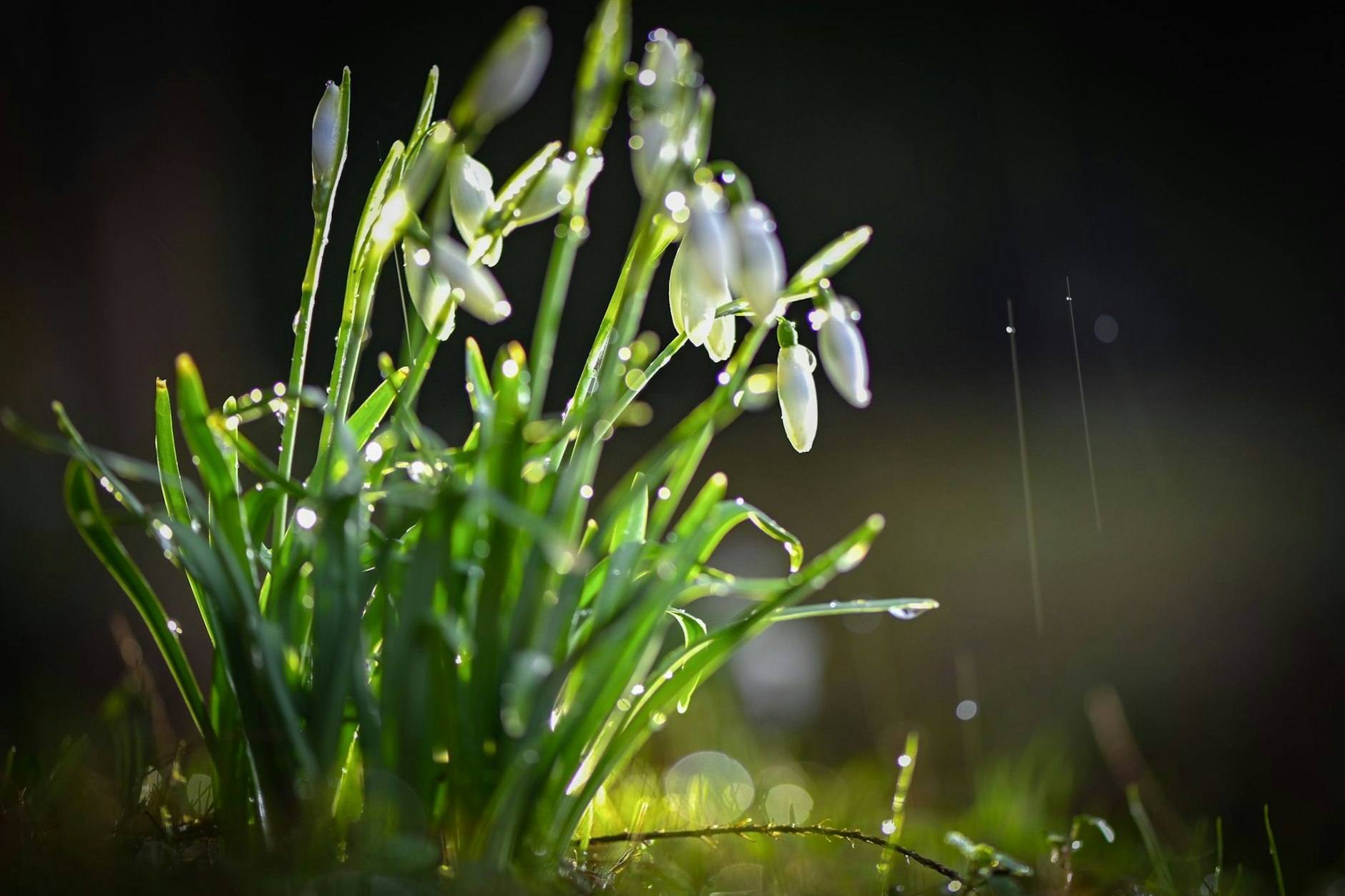 Schneeglöckchen auf einer Wiese in Frankfurt (Oder).