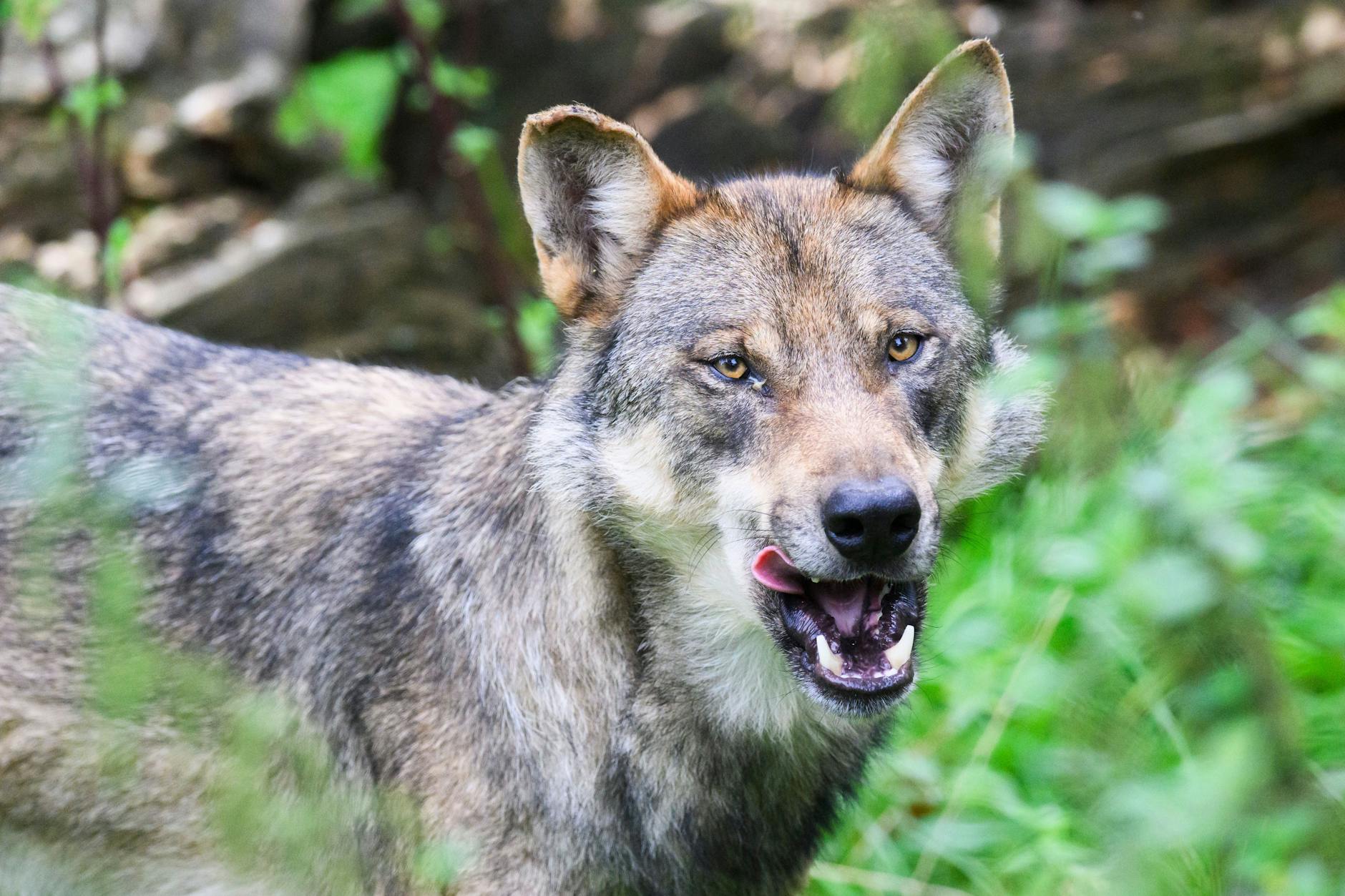 Der Wolf ist ein Deutschland nicht überall willkommen. Wilderer stellen ihm nach. (Symbolbild)
