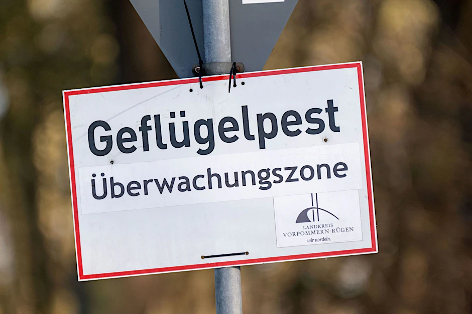 ARCHIV - Unter dem Verkehrssschild ist ein Schild mit dem Aufdruck «Geflügelpest Überwachungszone» befestigt.  