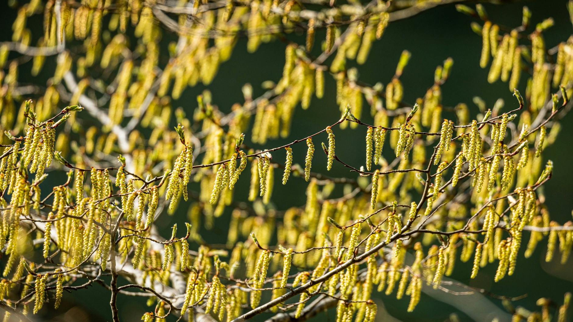 Hasel blüht schon jetzt - und die Pollen bringen viele Allergiker zum Schniefen.