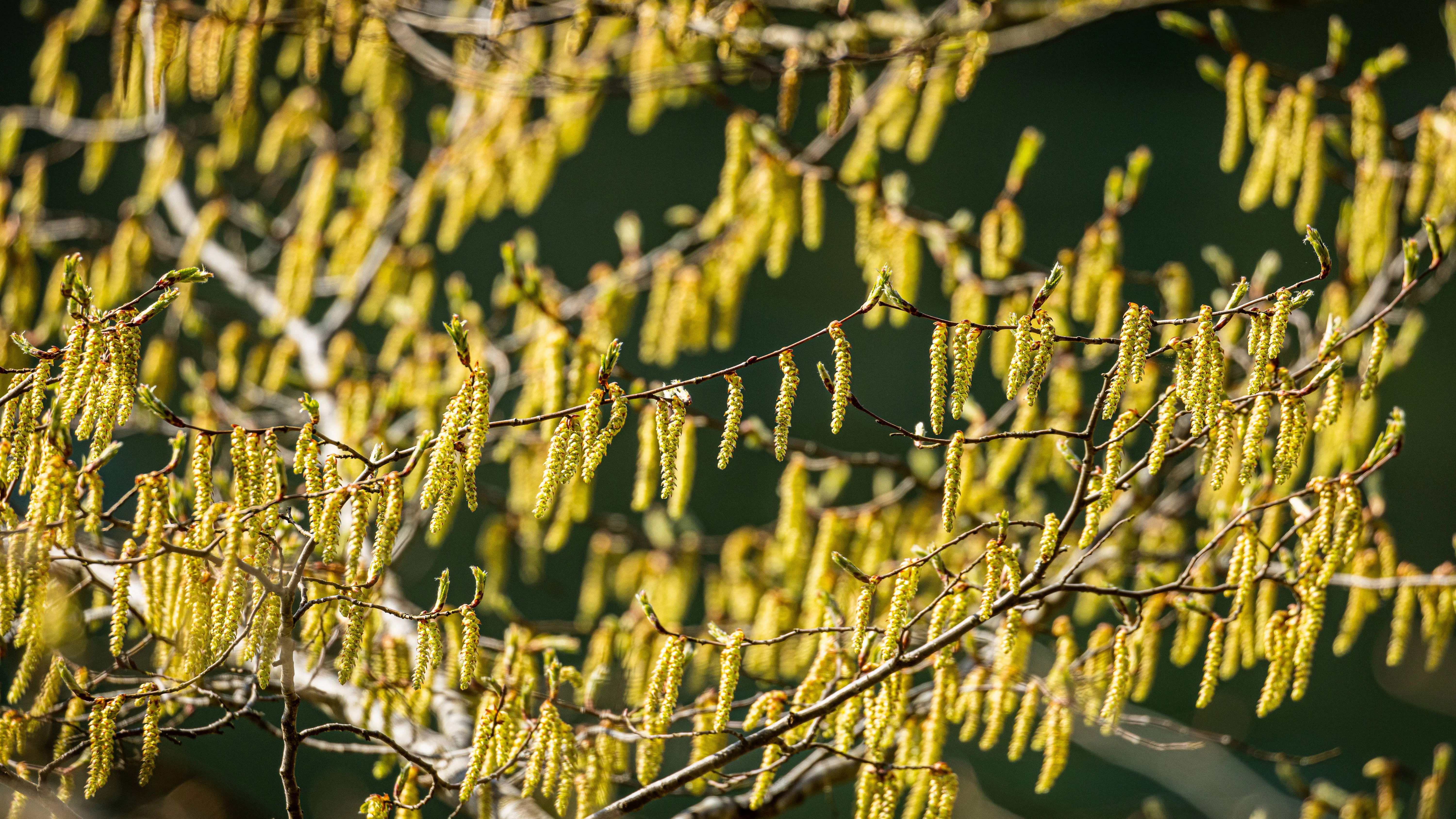 Hasel blüht schon jetzt - und die Pollen bringen viele Allergiker zum Schniefen.