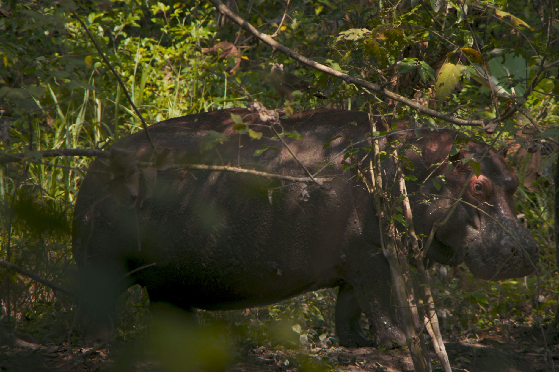Das Nilpferd in der Titelrolle des Wettbewerbsfilms „Pepe“ von Nelson Carlos De Los Santos Aria