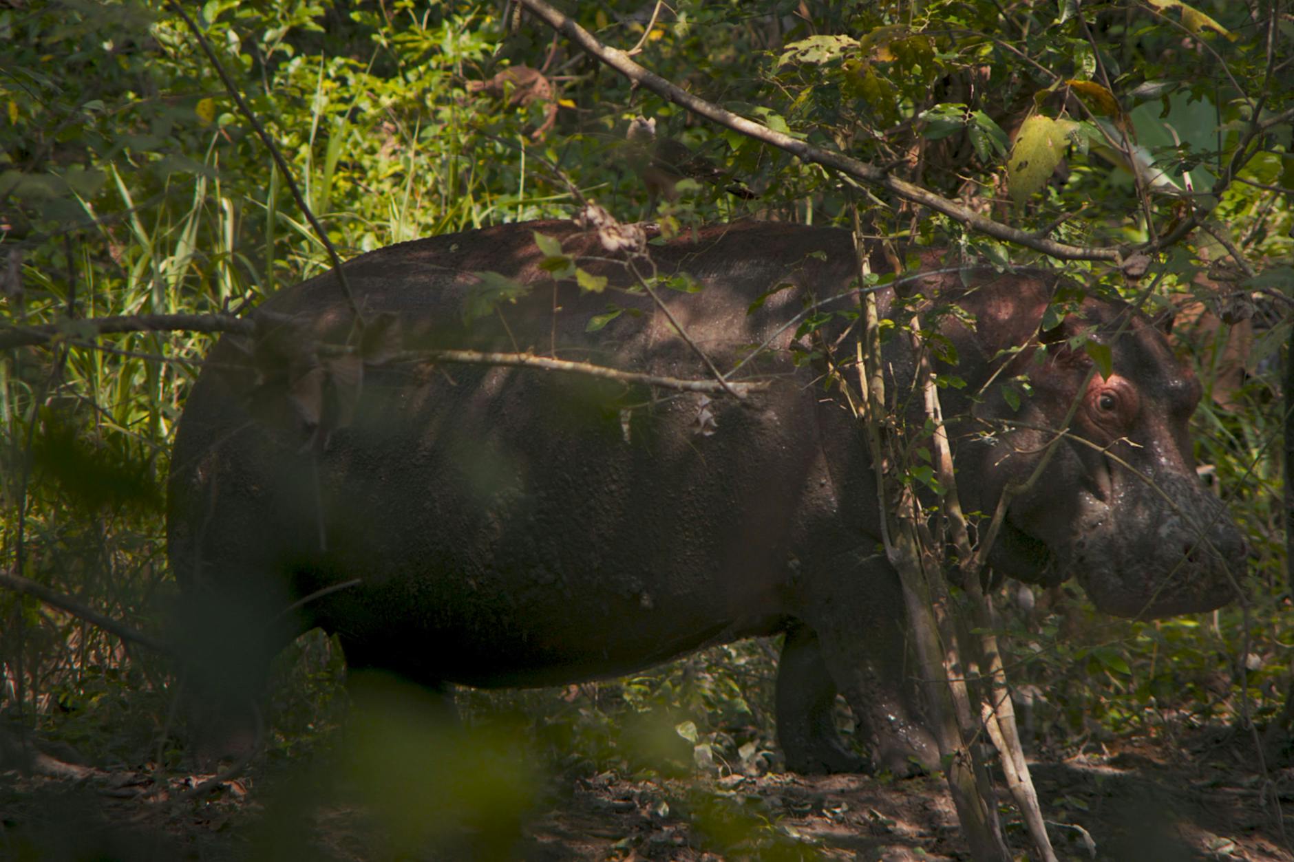 Berlinale-Film „Pepe“ entwürdigt ein Nilpferd – das ist dramaturgischer Missbrauch