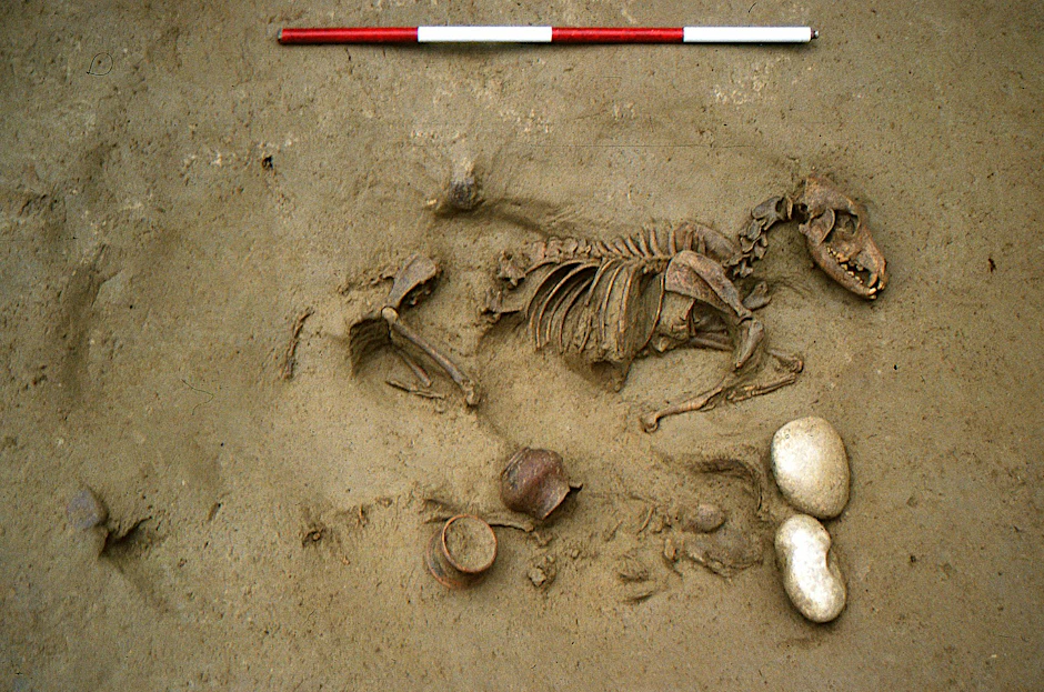 HANDOUT - Dieses von den Oberaufsichtsbehörden für Archäologie, Bildende Kunst und Landschaft (SABAP-VR) zur Verfügung gestellte Foto zeigt Grab Nummer 19 mit einer gemeinsamen Bestattung eines Hundes und eines menschlichen perinatalen Skeletts.  den für Archäologie, Bildende Kunst und Landschaft SABAP-VR/dpa