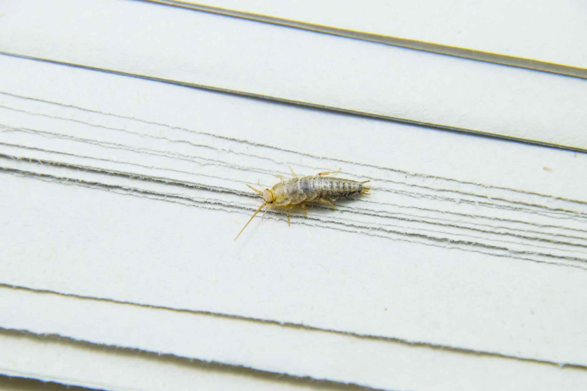 Silberfische in der Wohnung deuten auf eine zu hohe Luftfeuchtigkeit hin.