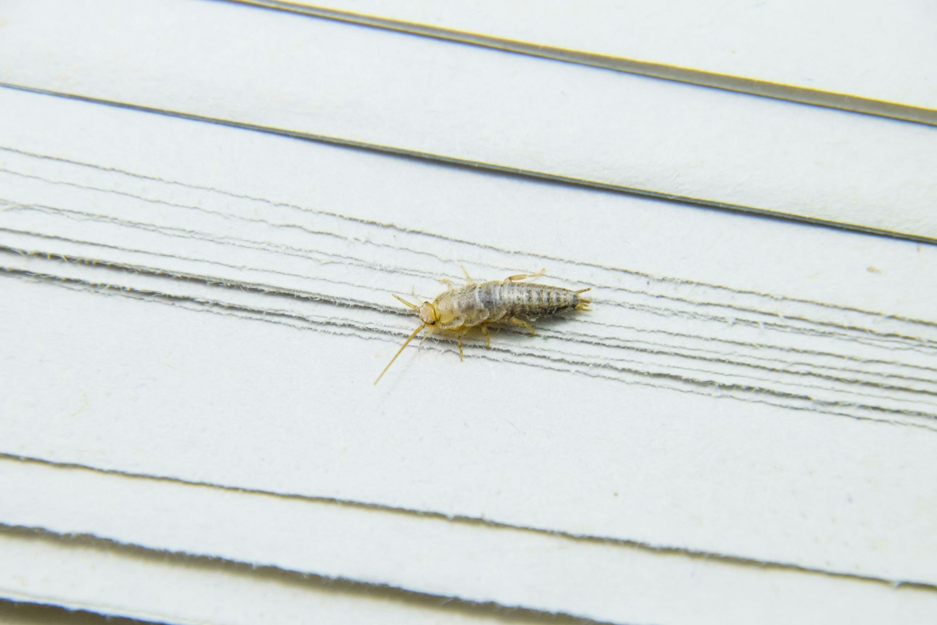 Silberfische in der Wohnung deuten auf eine zu hohe Luftfeuchtigkeit hin.