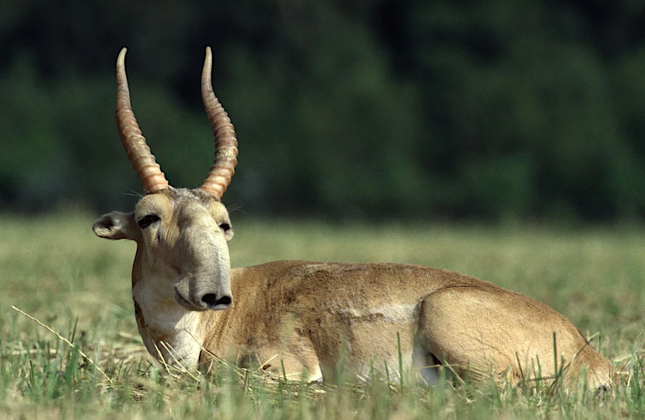 HANDOUT - Die Maßnahmen zum Schutz der Saiga-Antilope in Zentralasien haben gut gegriffen.  urschutz/dpa